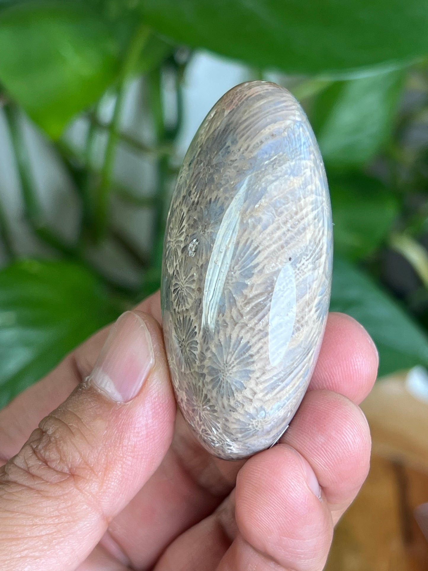 Fossil Coral Palmstone: MA
