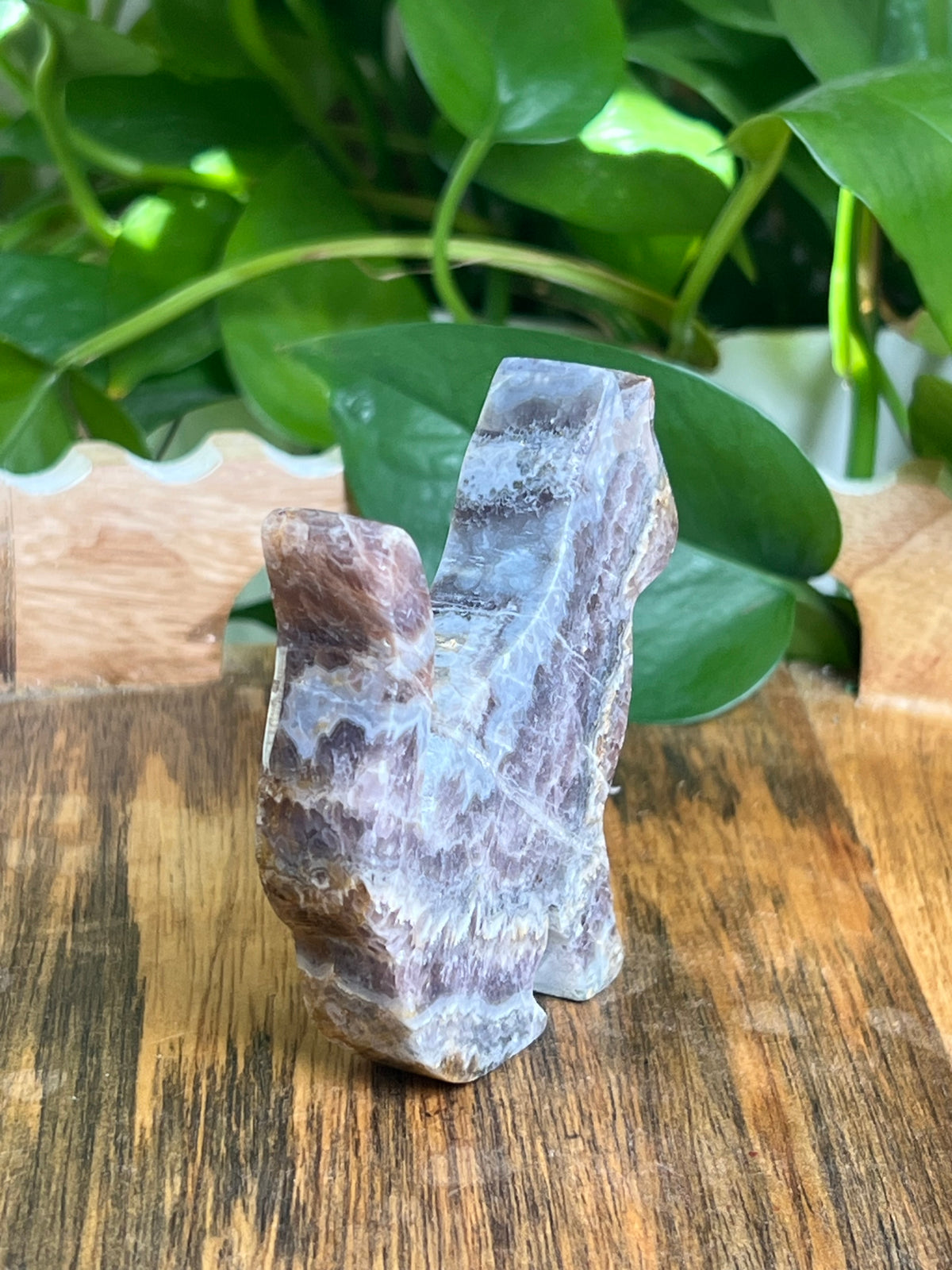 Indonesian Amethyst Cat: MH