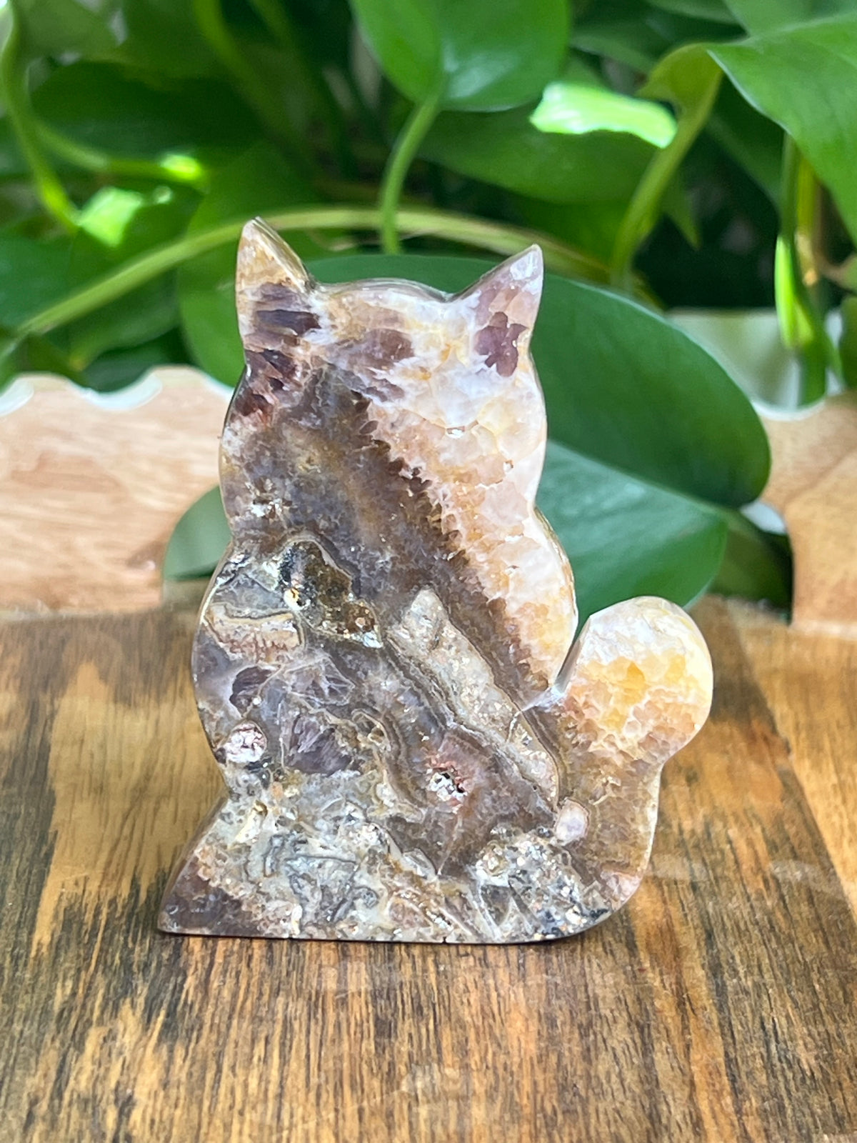 Indonesian Amethyst Cat: CF