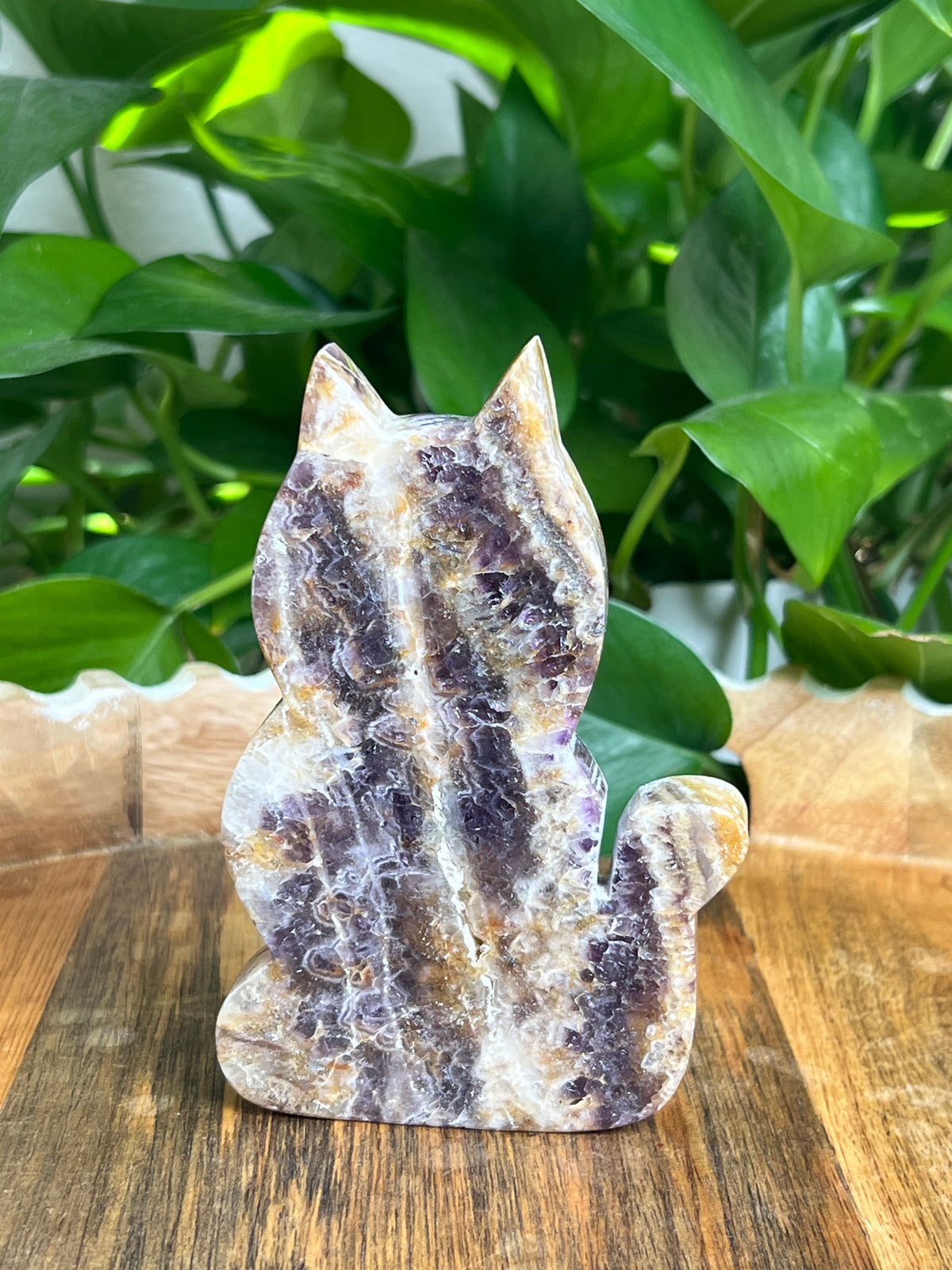Indonesian Amethyst Cat: