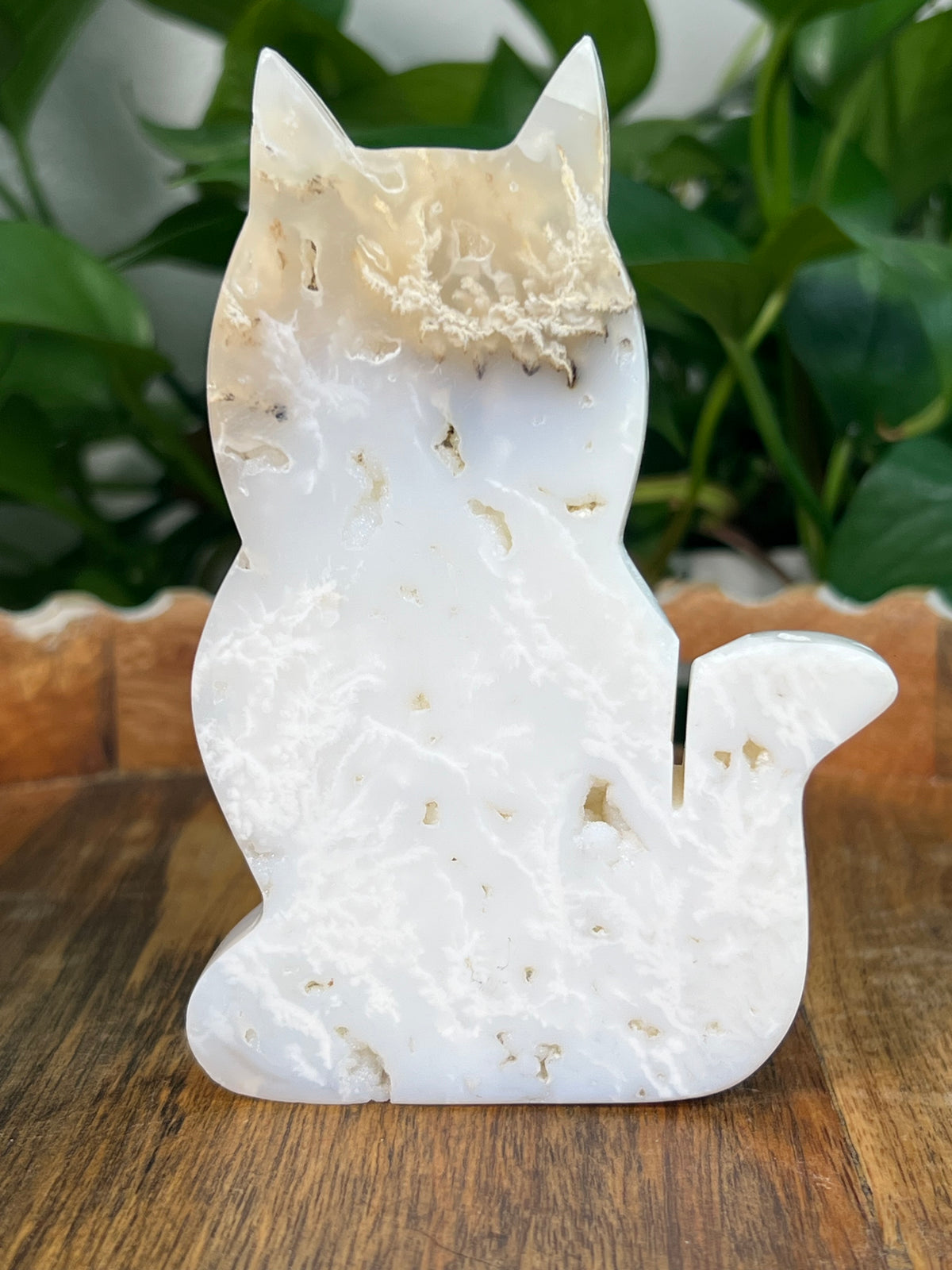 White Plume Agate Cats