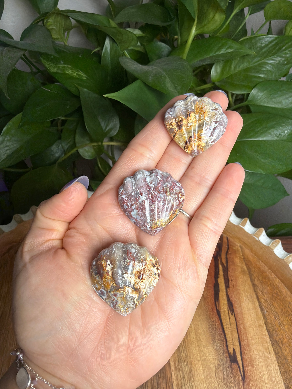 Sumatran Plume Agate Shells