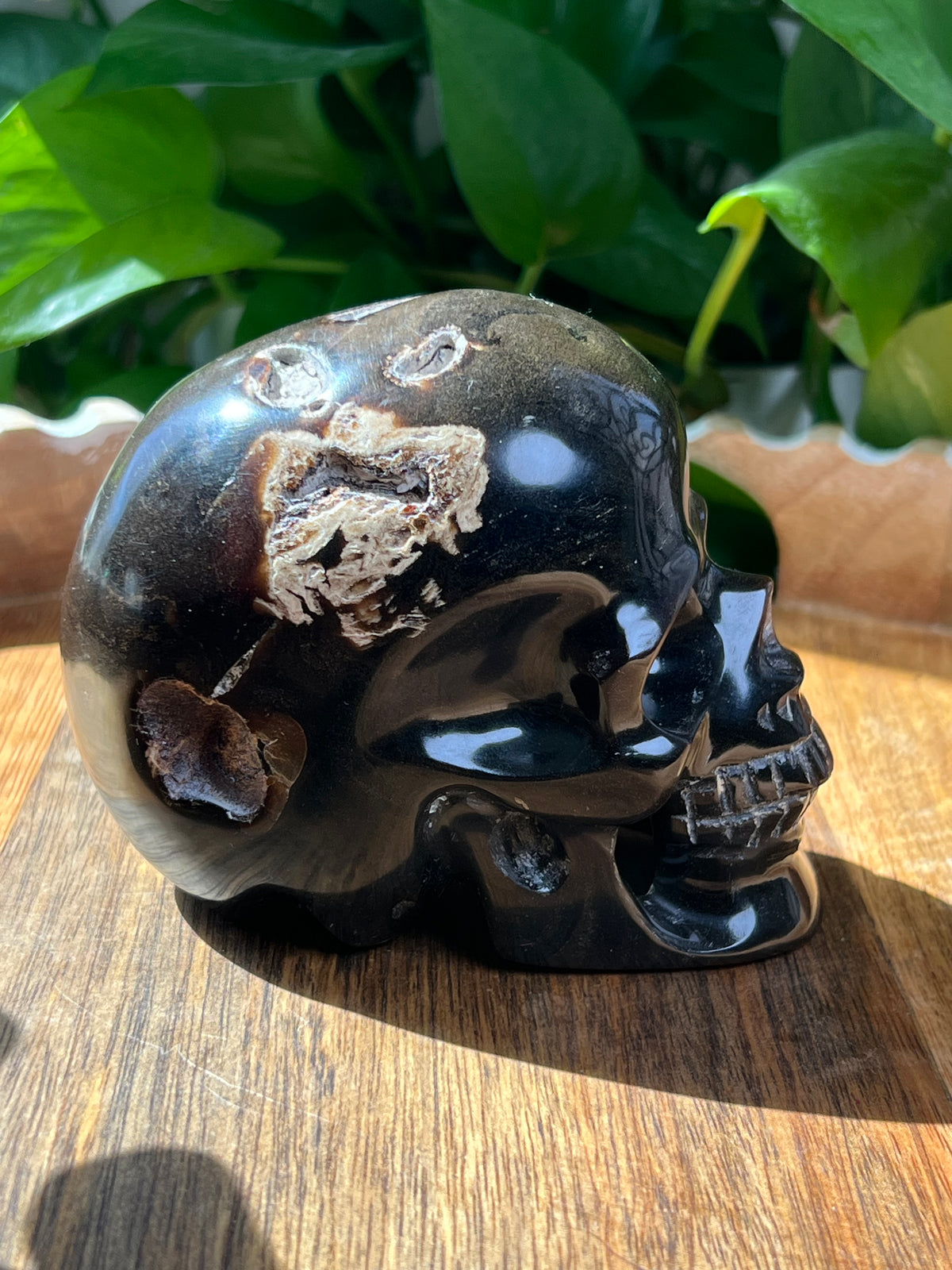 Amber Skull: NZ