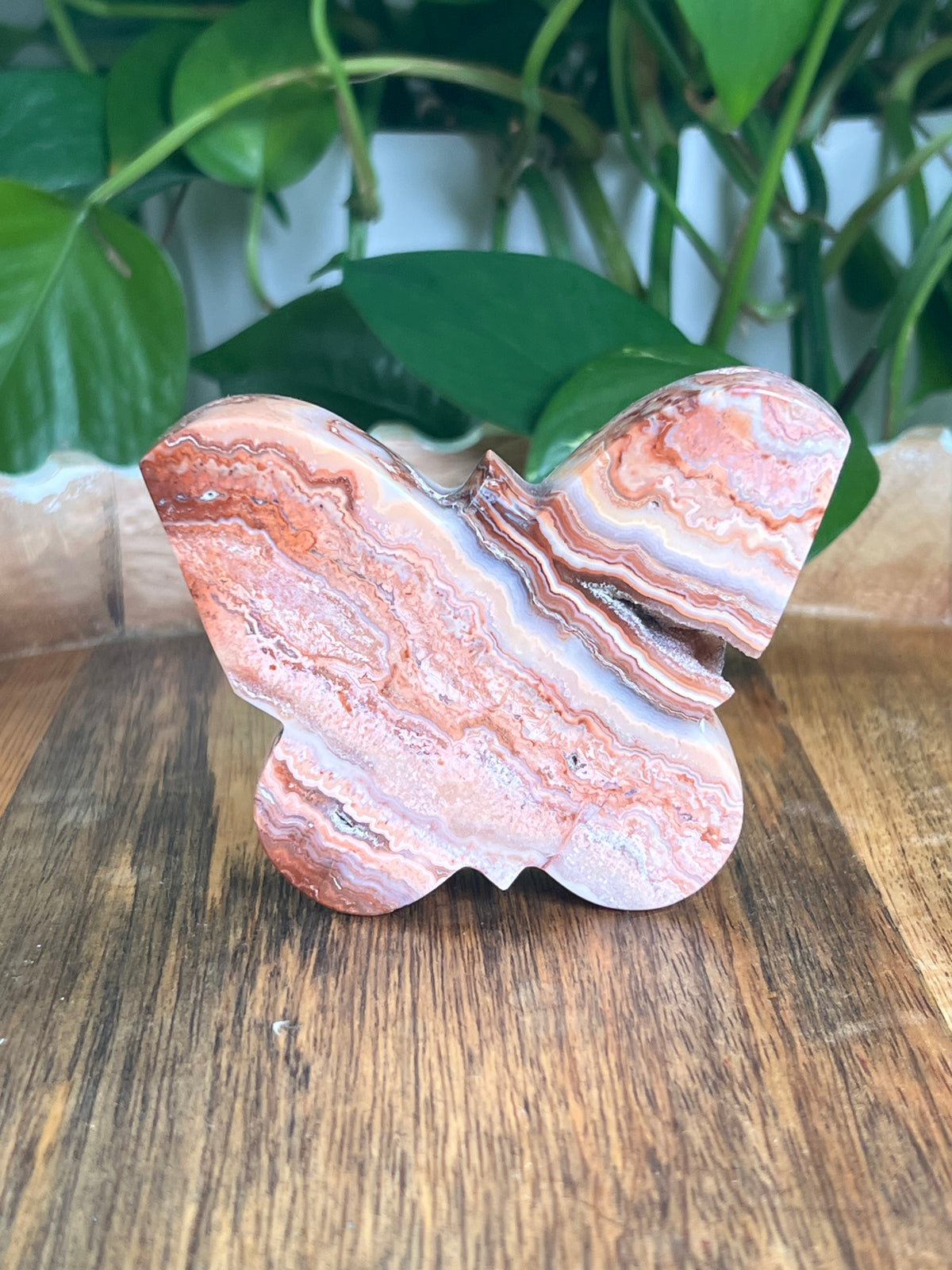 Crazy Lace Agate Butterfly: D