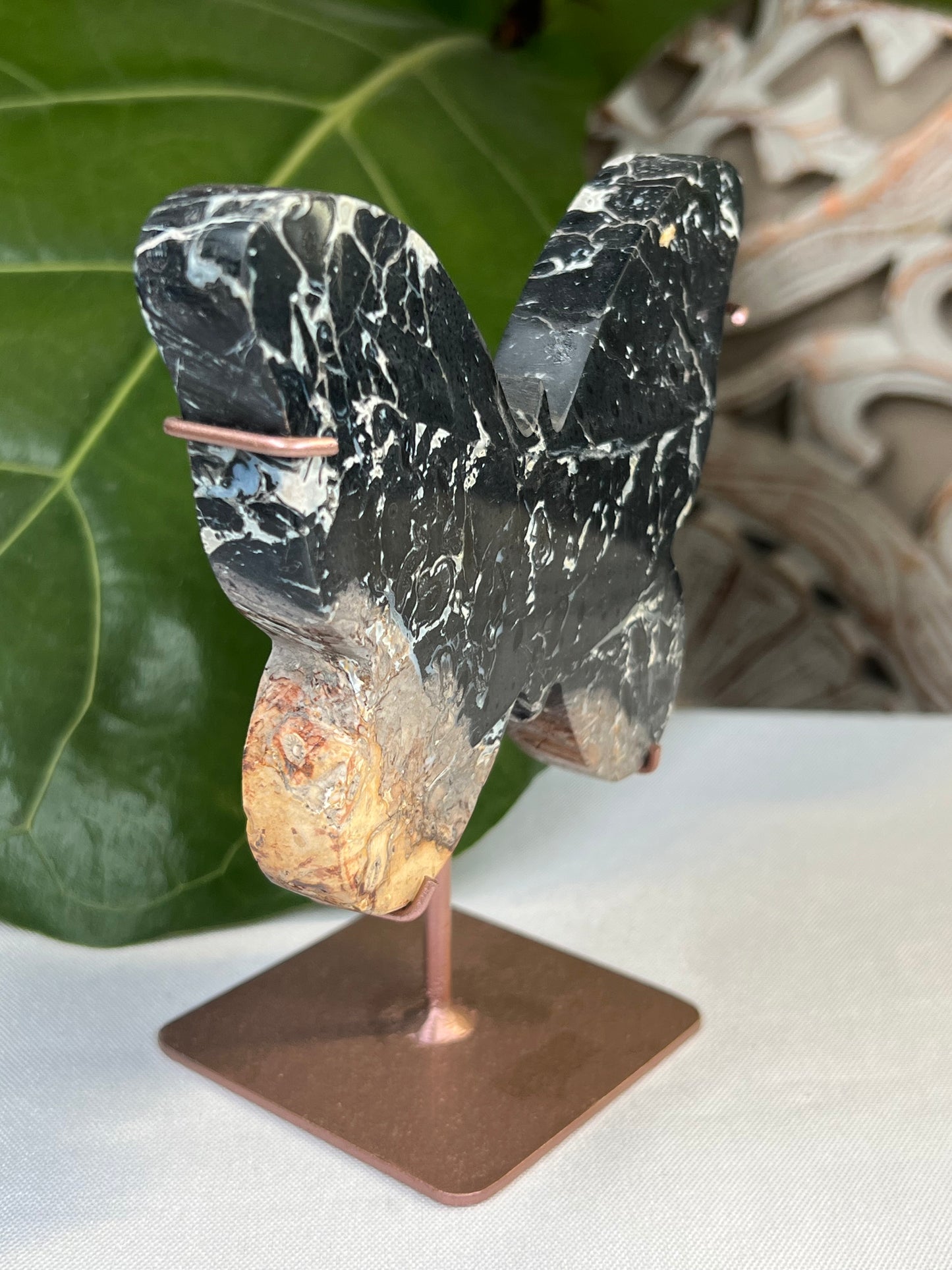Palm Root Butterfly