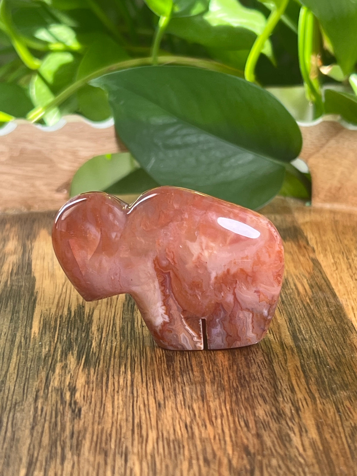 Carnelian Mini Buffalo: BC