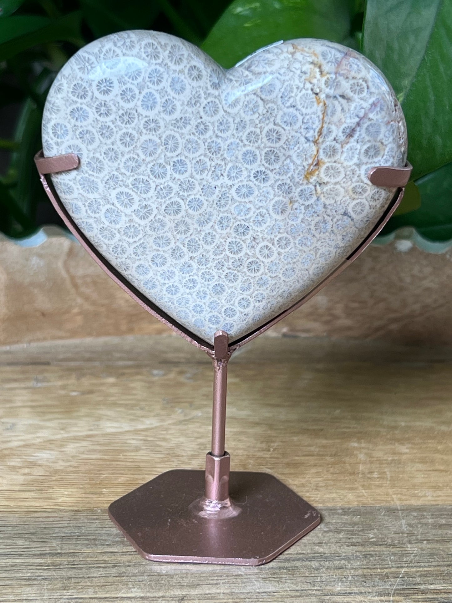 Fossil Coral Heart