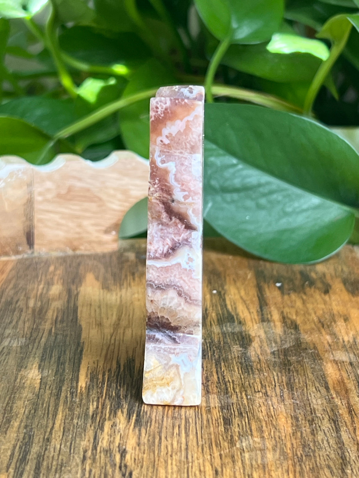 Indonesian Amethyst Cat: CC