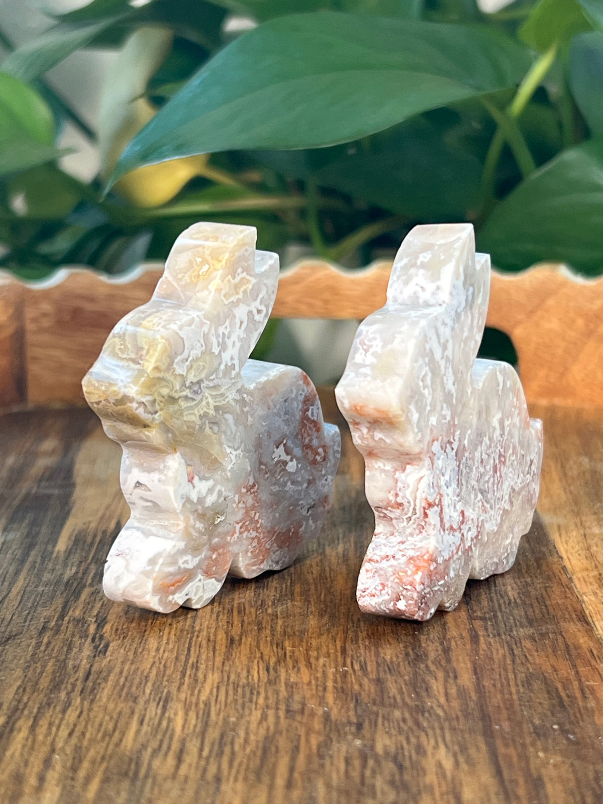 Sumatra Plume Agate Bunnies