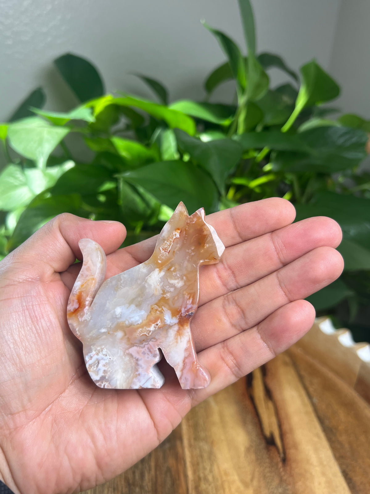 Carnelian Cat: PA