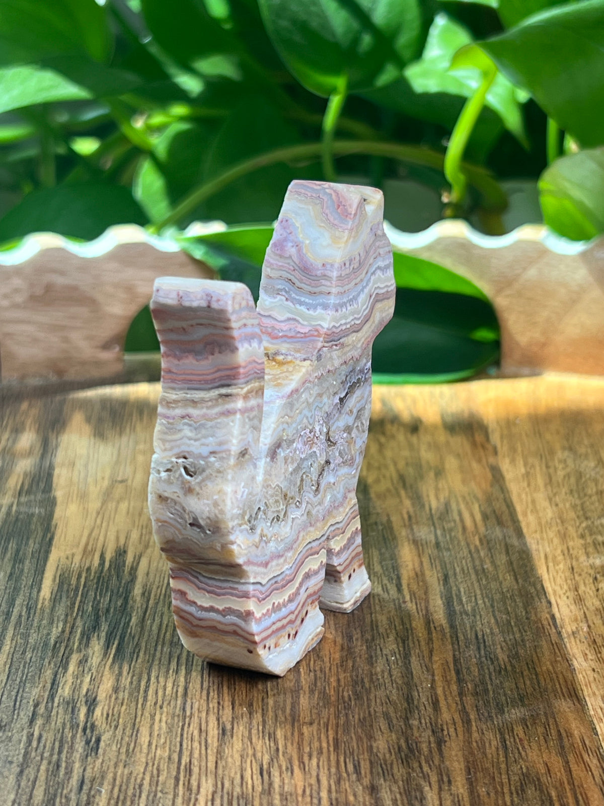 Crazy Lace Agate Cat: M