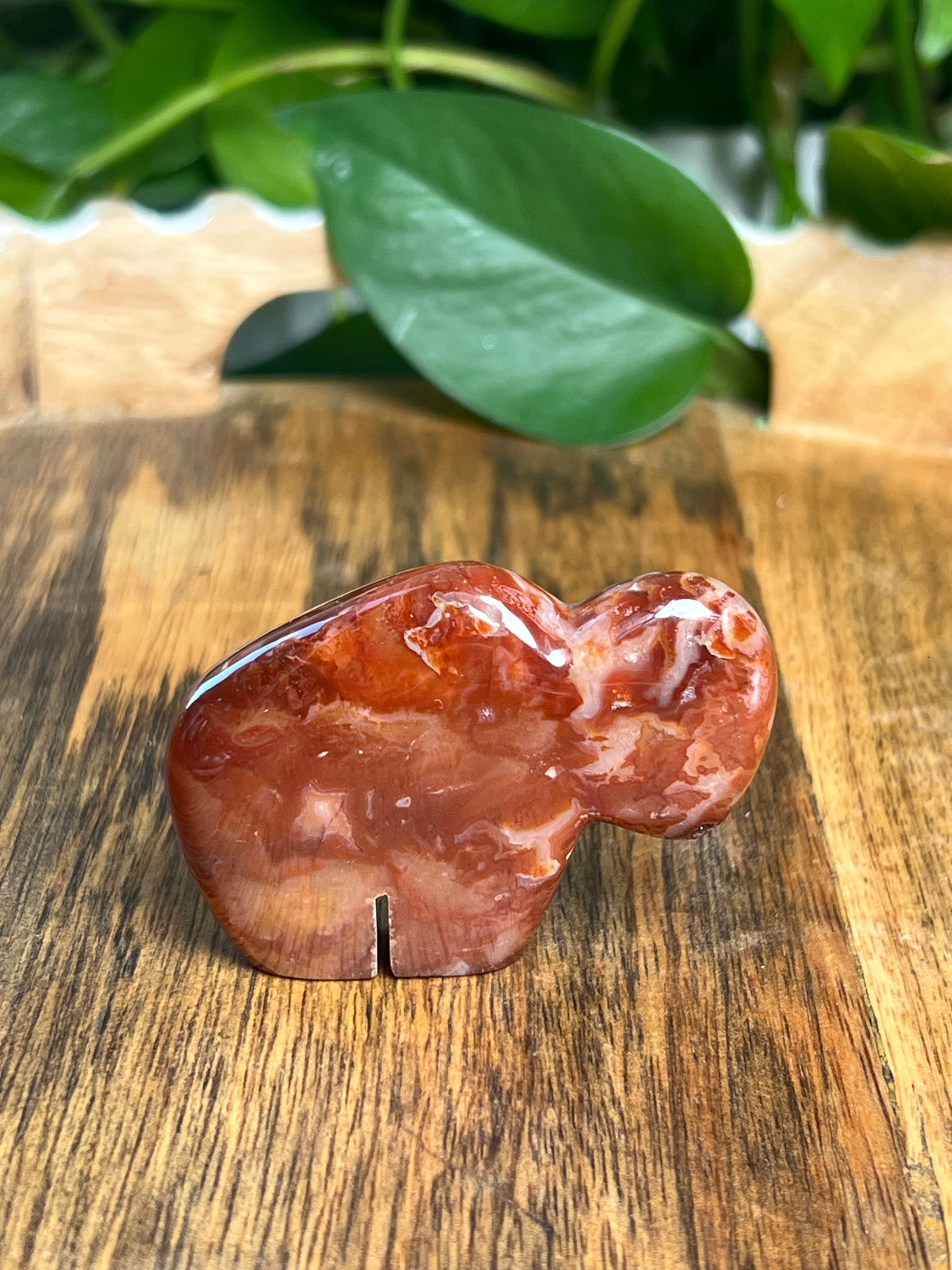 Carnelian Mini Buffalo: Z