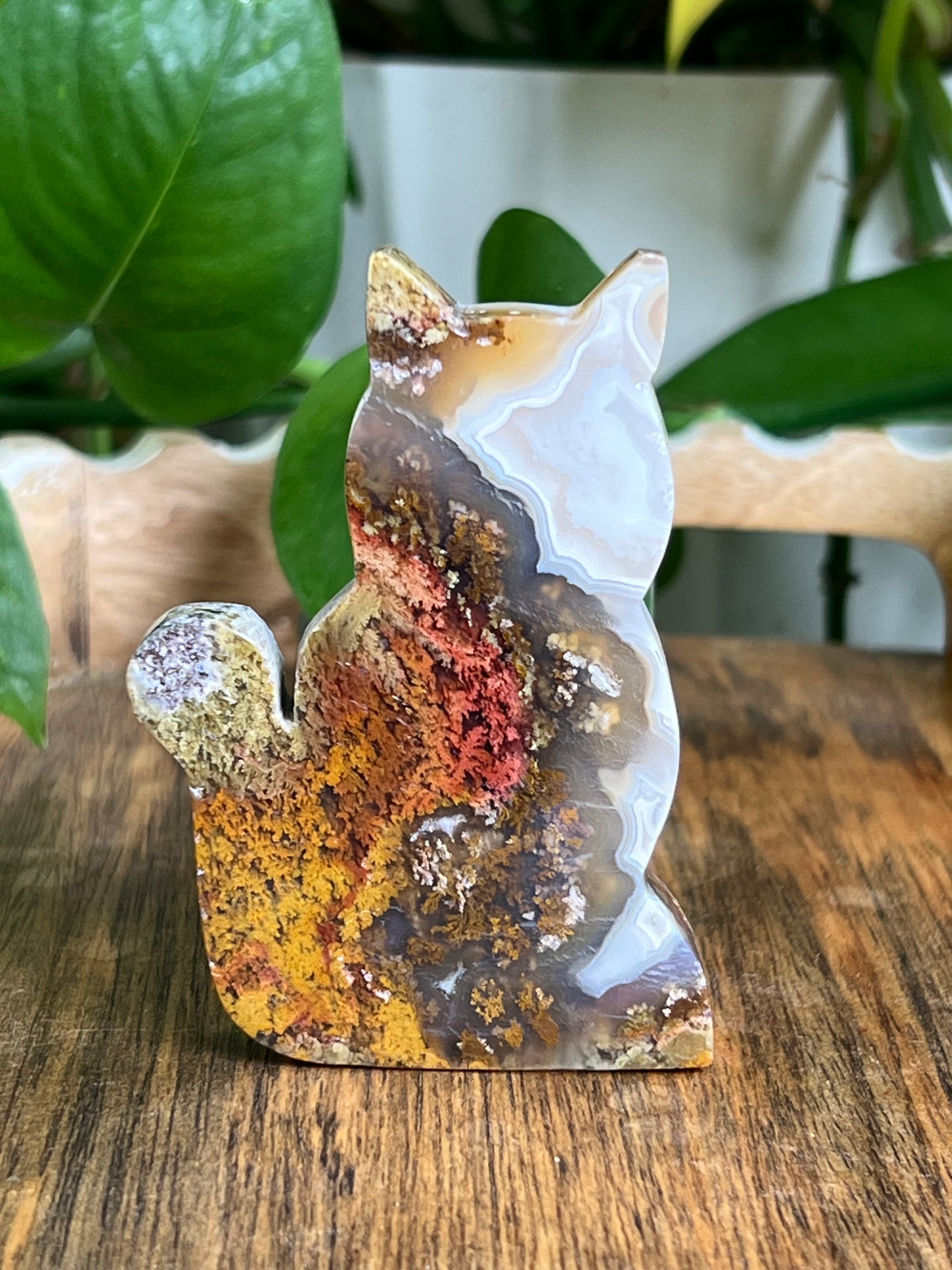 Scenic Moss Agate Cat HF