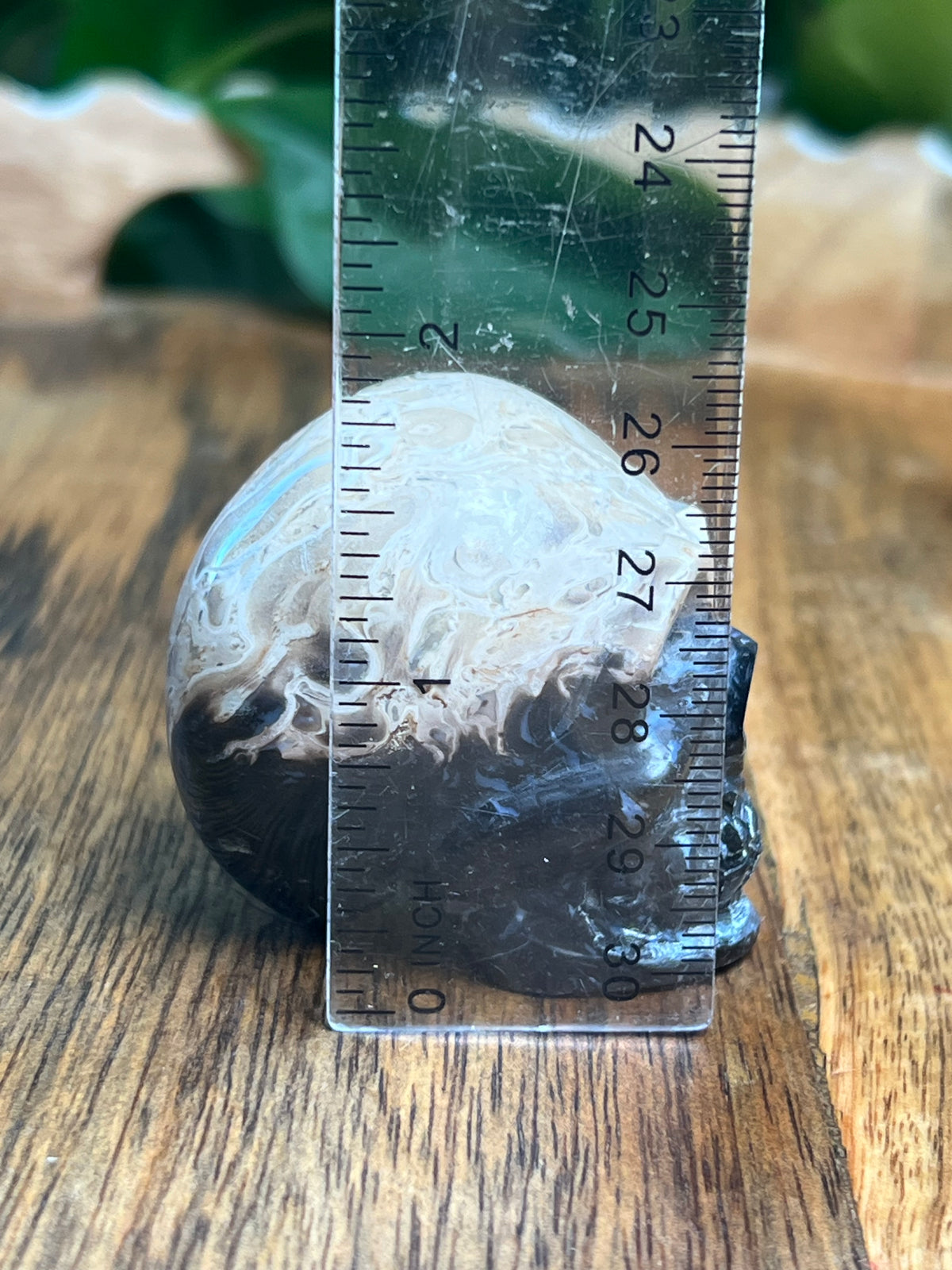 Palm Root Mini Skull: Ni