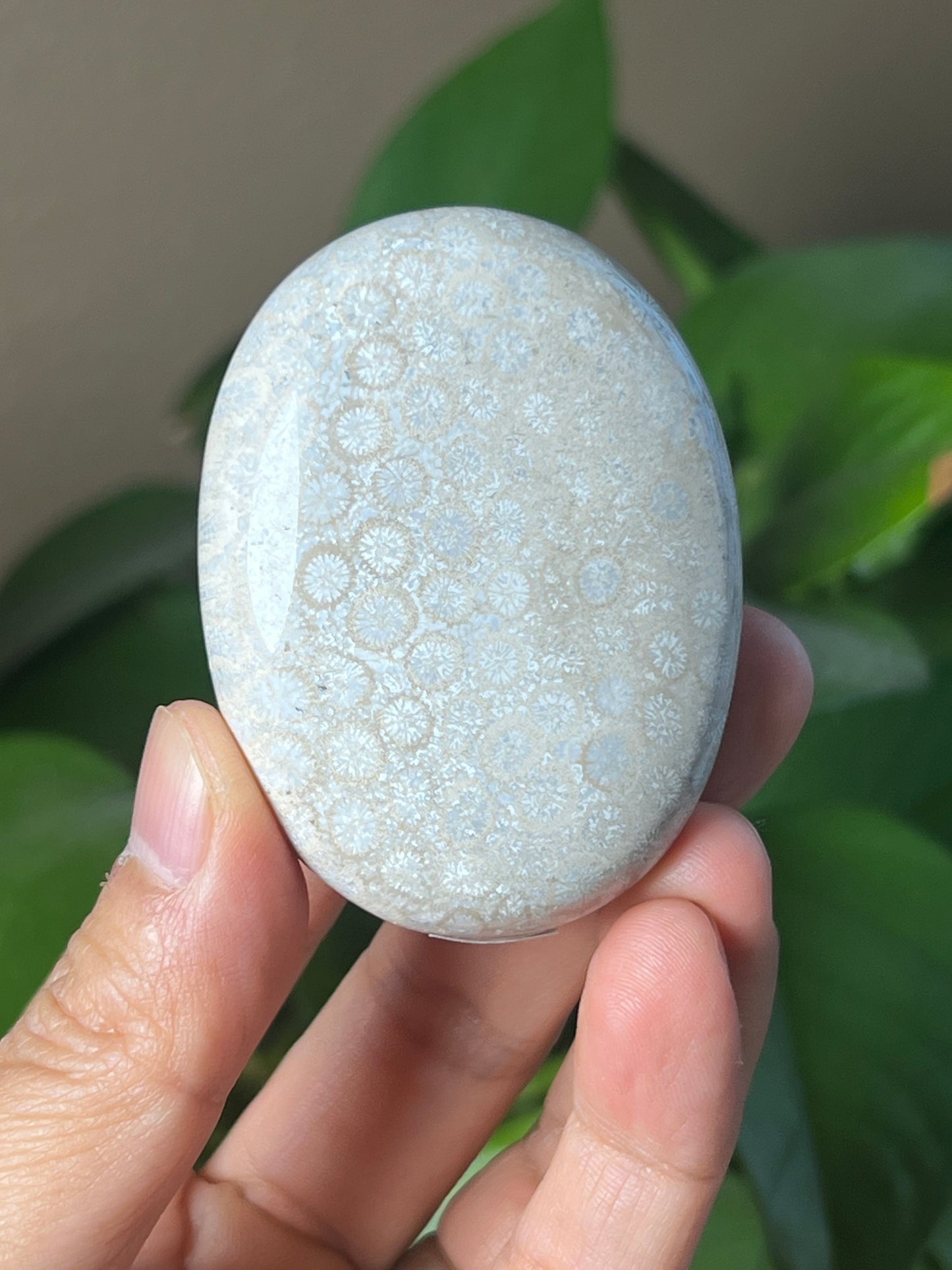 Fossil Coral Palmstone