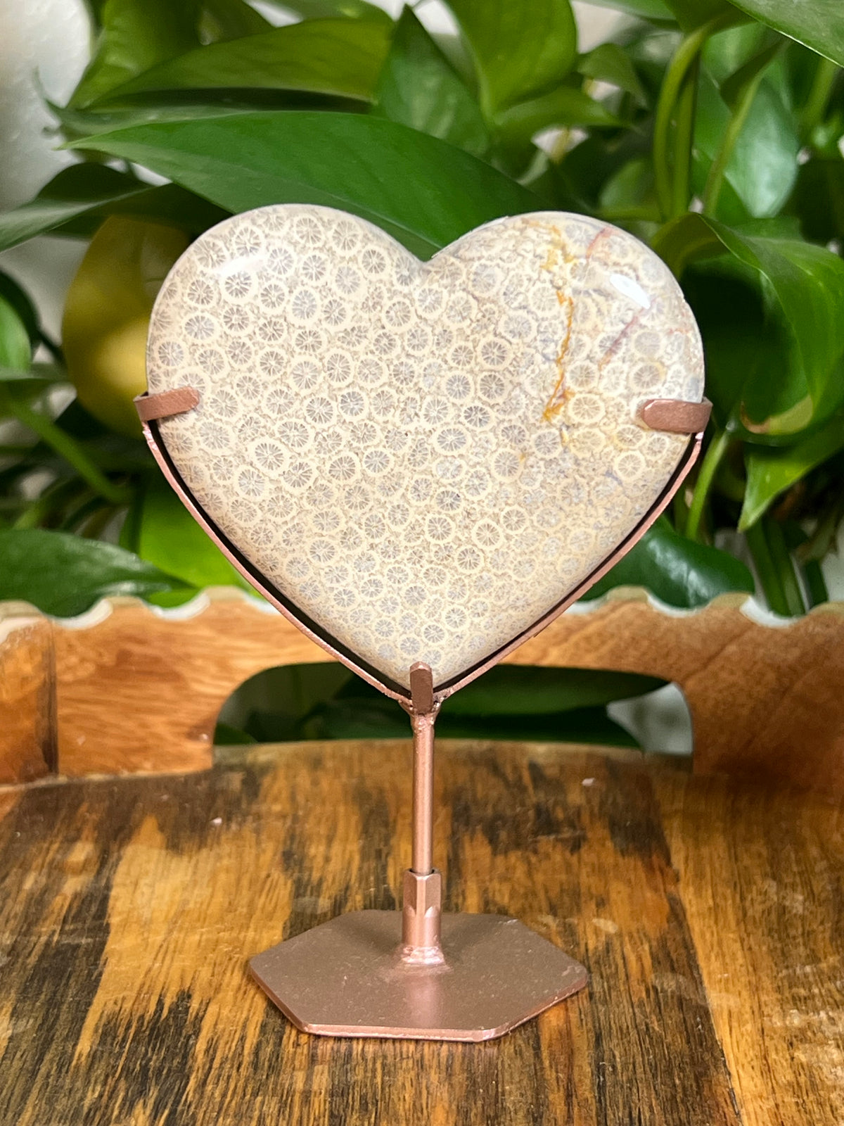 Fossil Coral Hearts