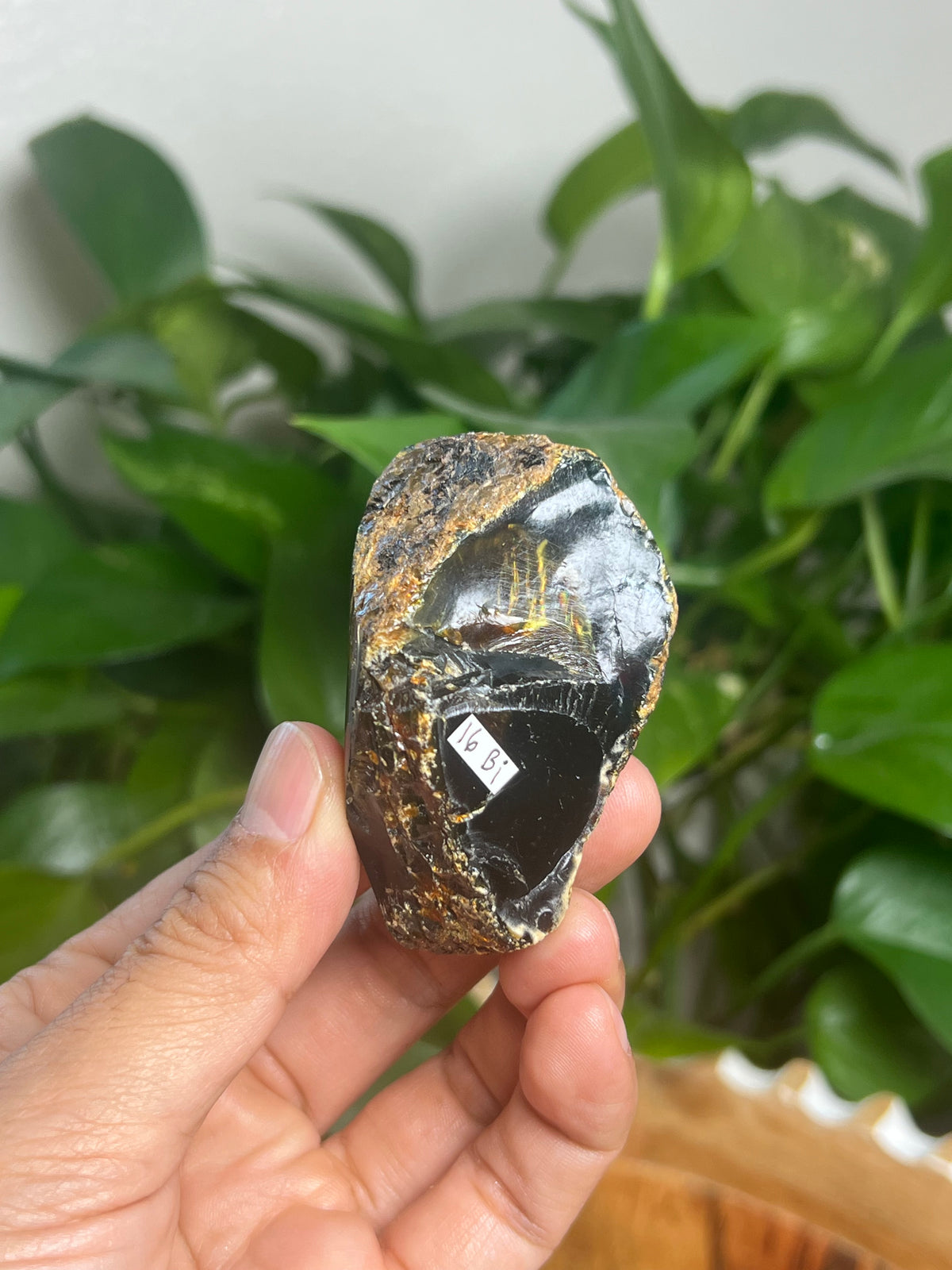 Blue Amber Freeform: Bi