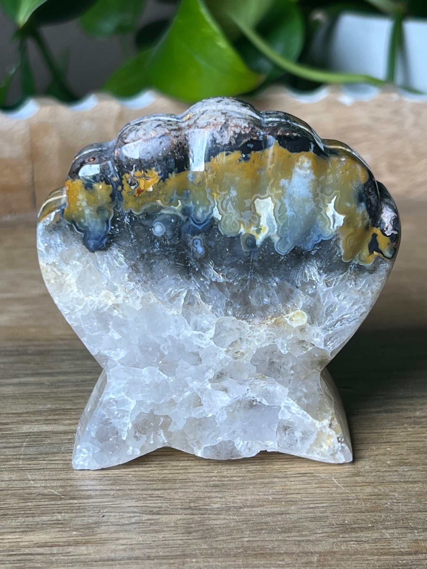 Brecciated Jasper Shell