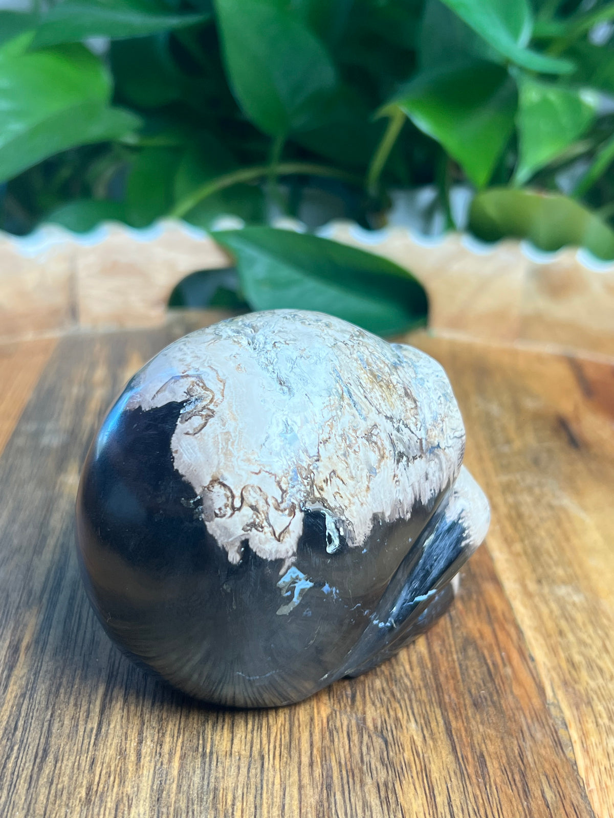 Palm Root Skull: ZL