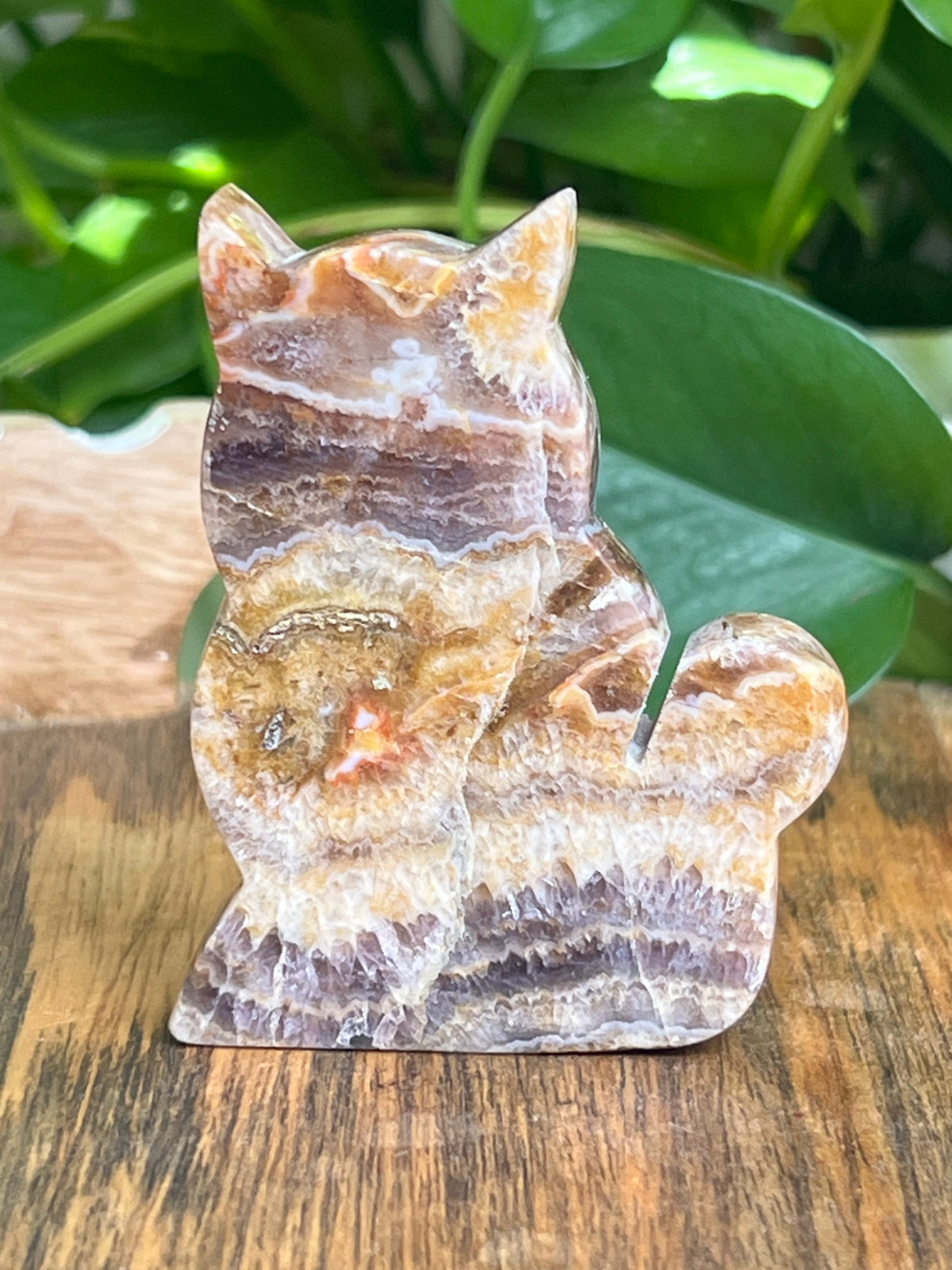 Indonesian Amethyst Cat: CB