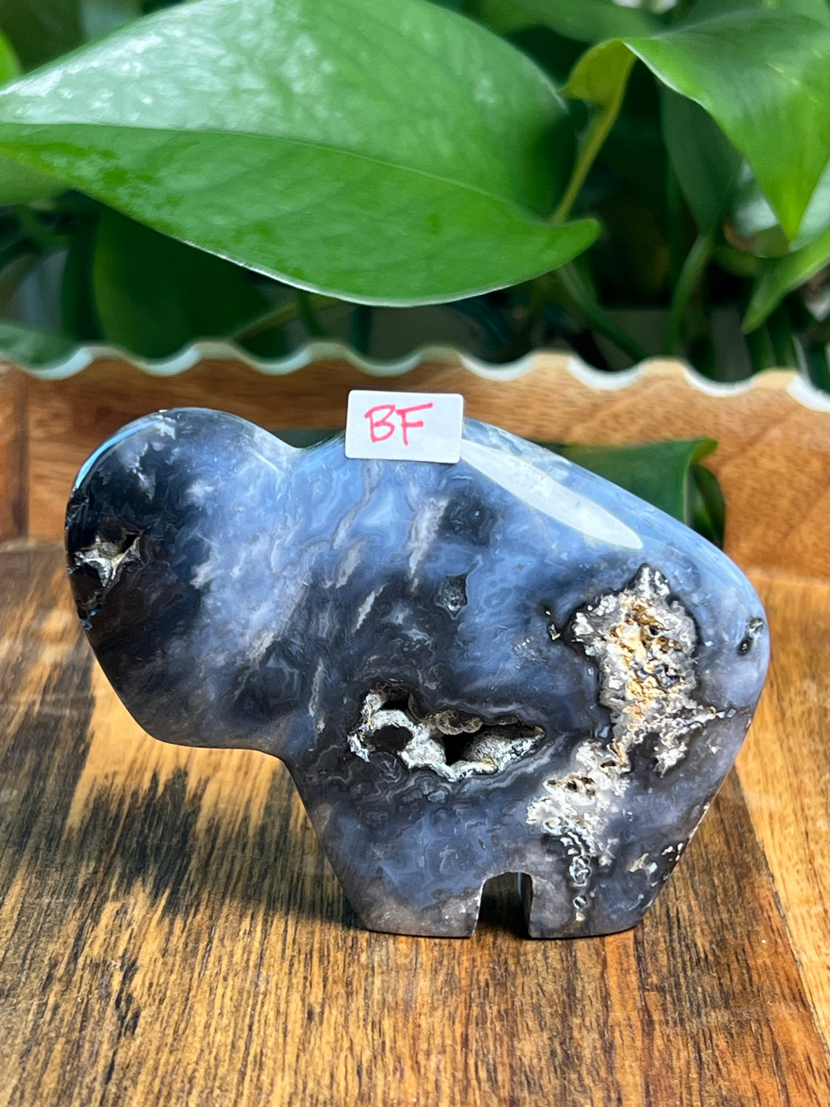 Blue Plume Agate Buffalos