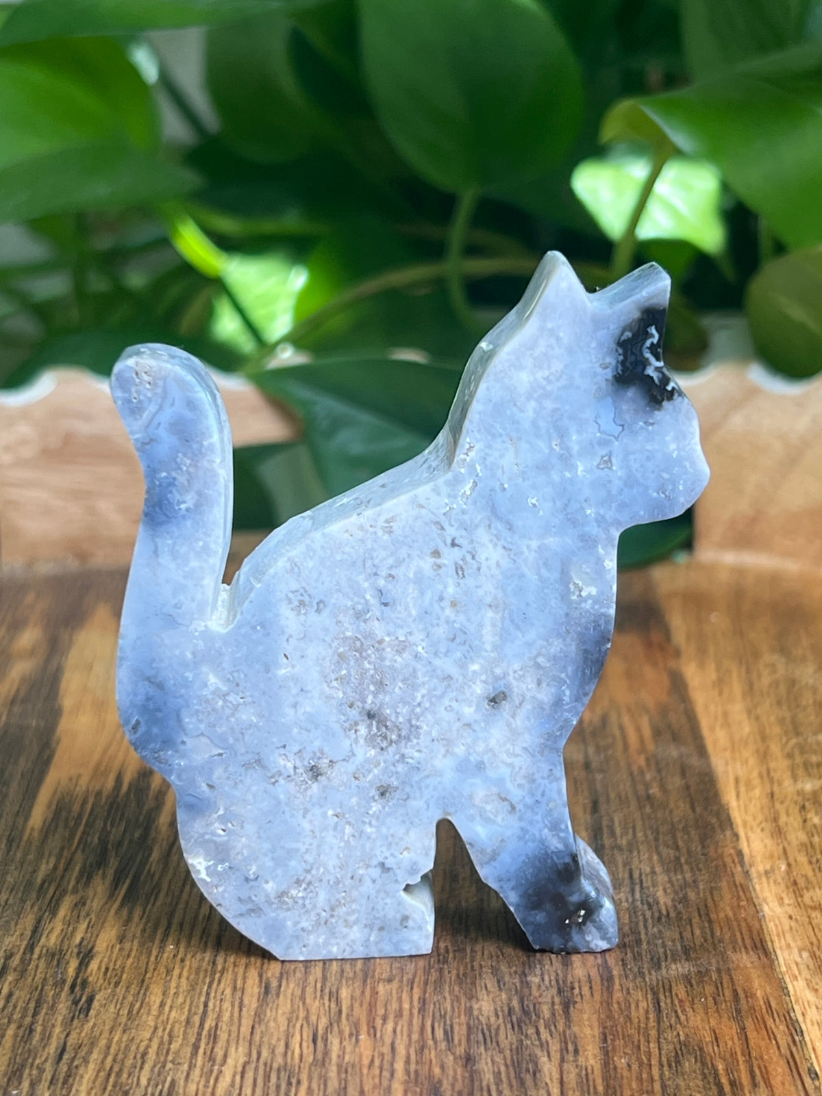 Blue Plume Agate Cat: AE