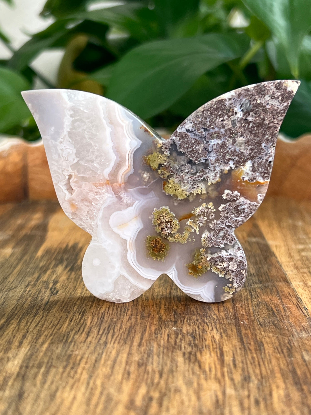 Scenic Moss Agate Butterfly: NA