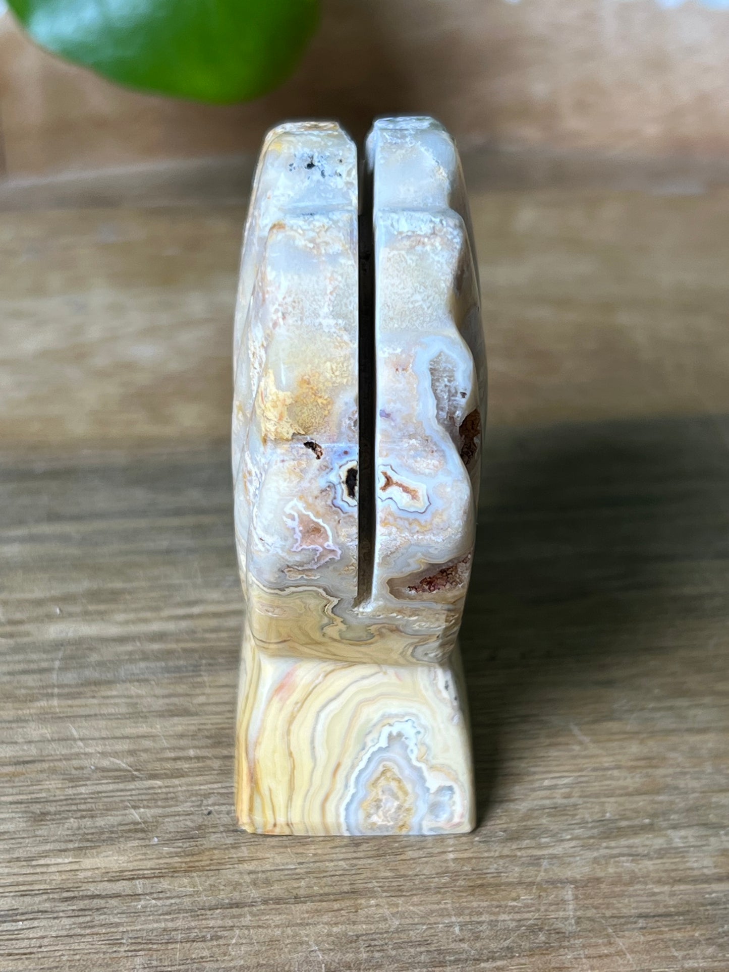 Crazy Lace Agate Shell