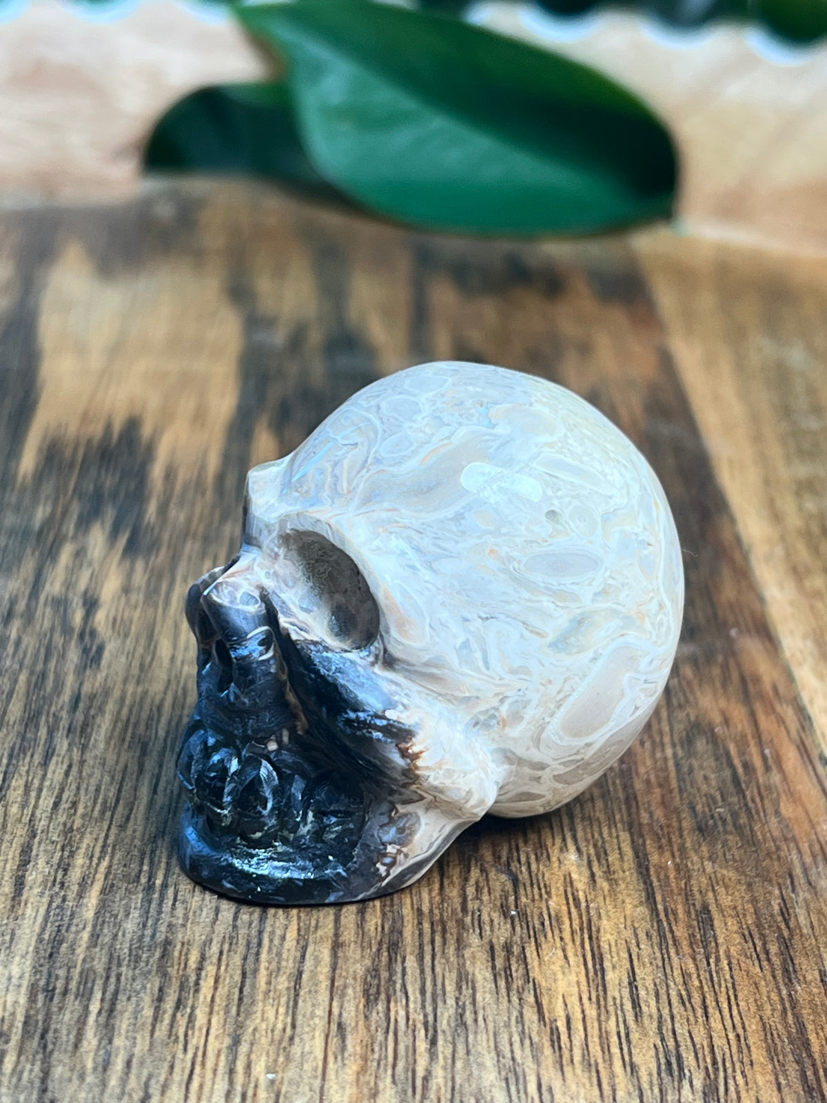 Palm Root Mini Skull: NB