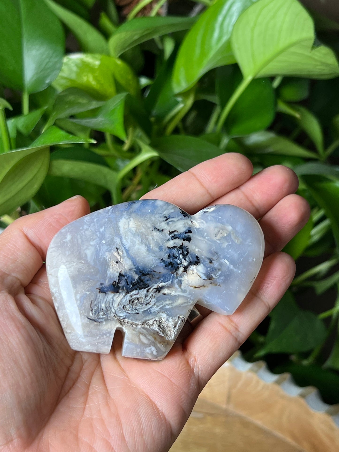 Dendritic Tiger Buffalo