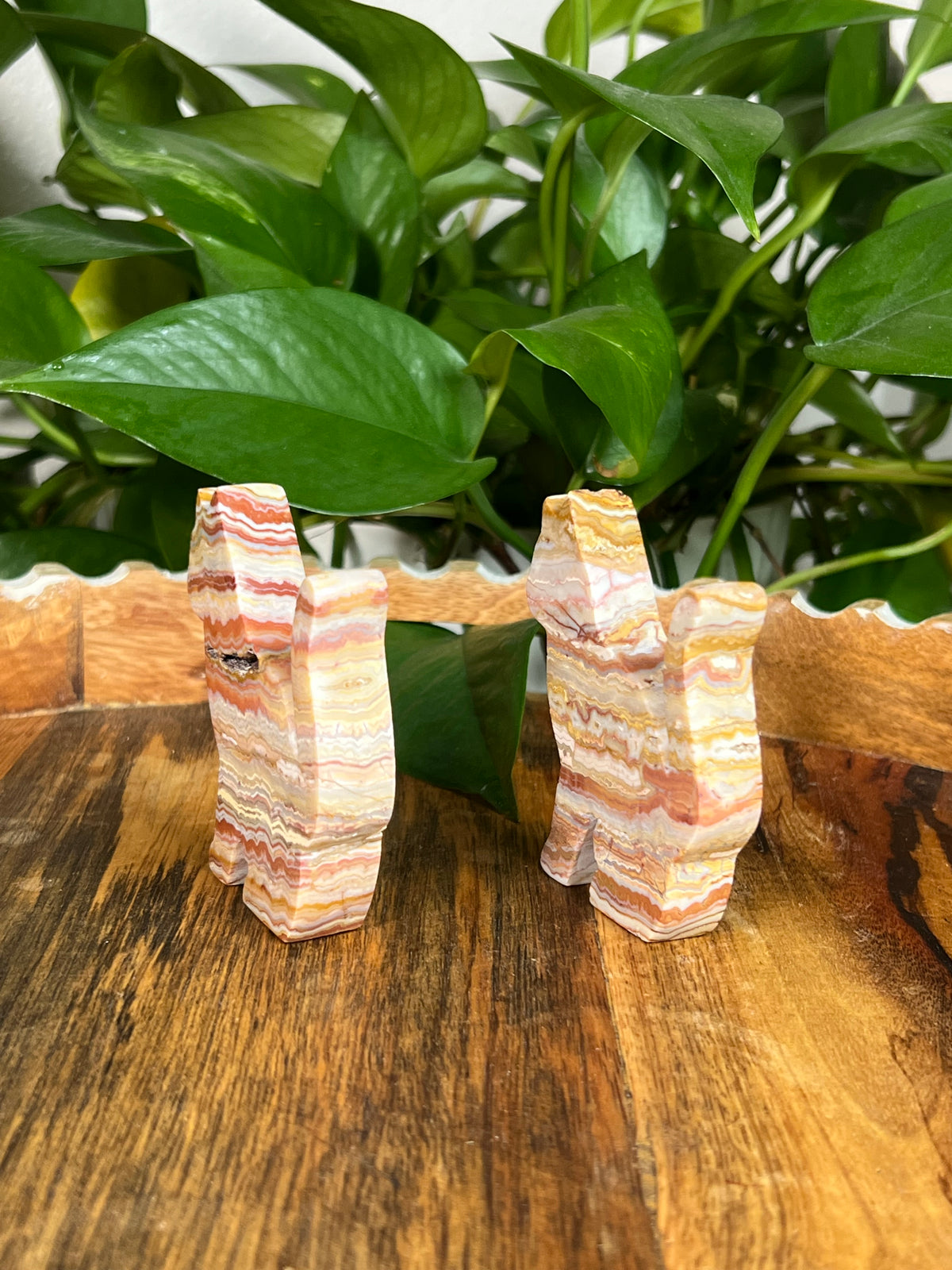 Crazy Lace Agate Cats