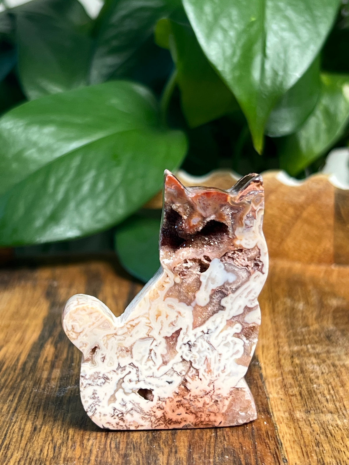 Tube Agate Mini Cats