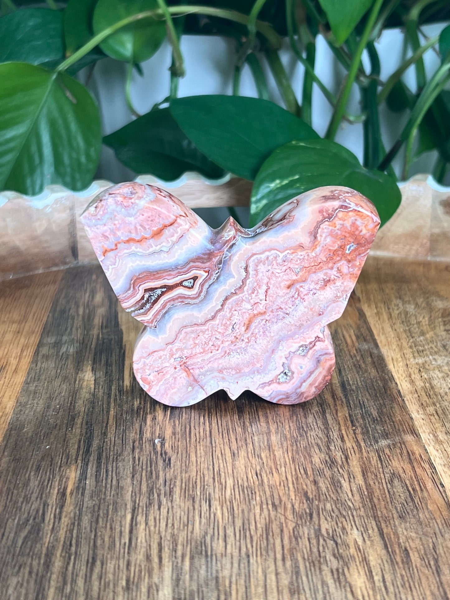 Crazy Lace Agate Butterfly: D