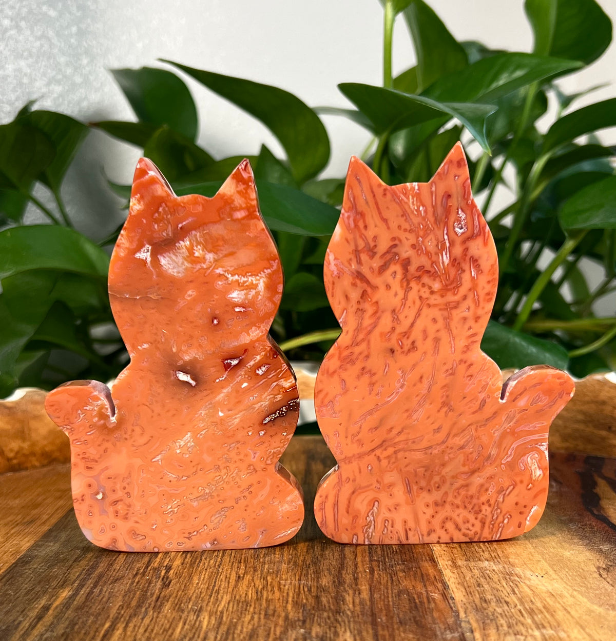 Carnelian Cats