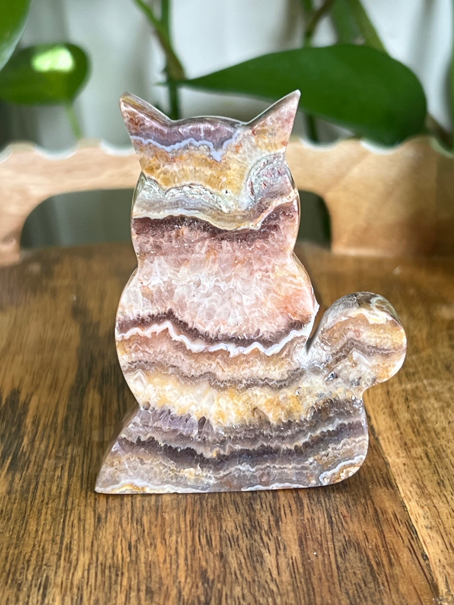 Indonesian Amethyst Cat CN