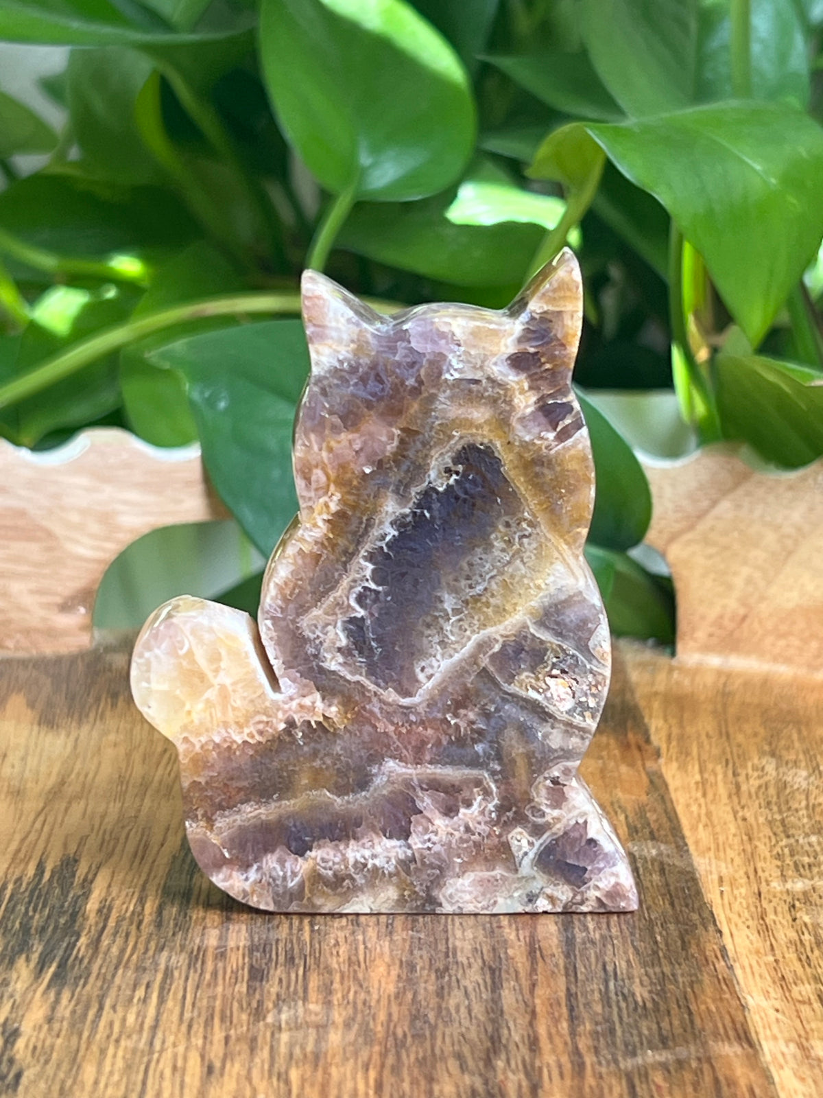 Indonesian Amethyst Cat: CF