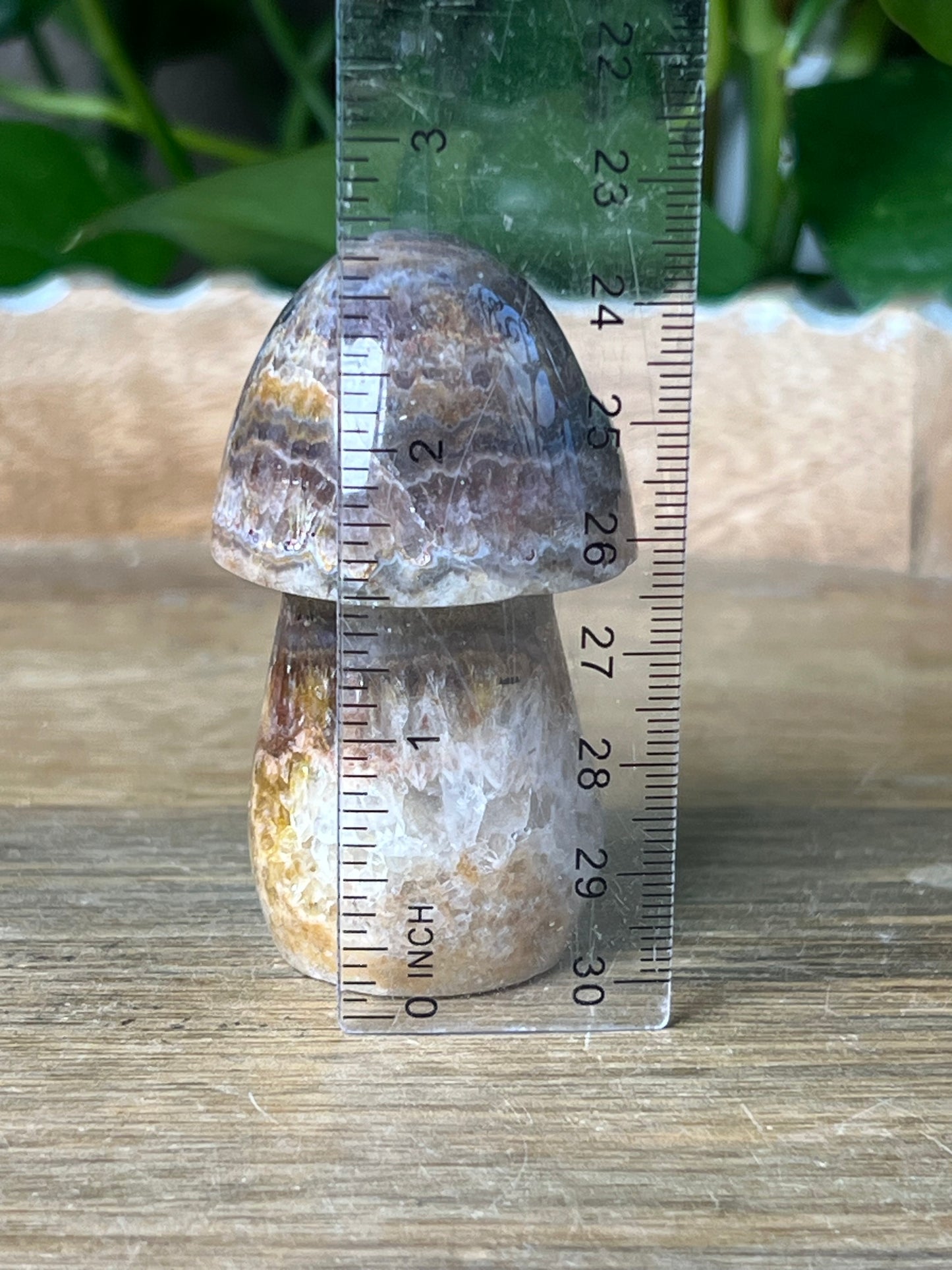 Indonesian Amethyst Mushroom: MB