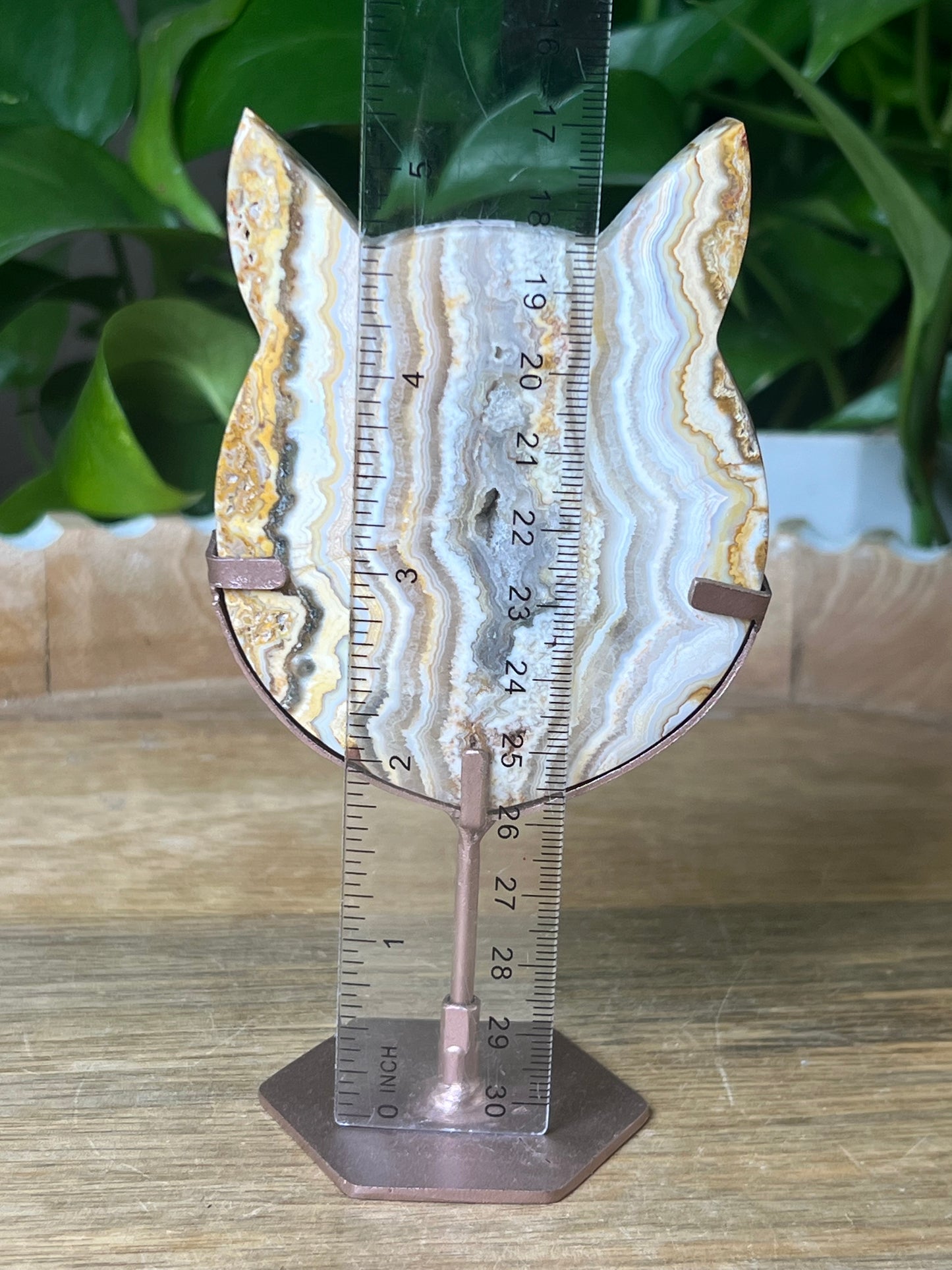 Crazy Lace Agate Cat