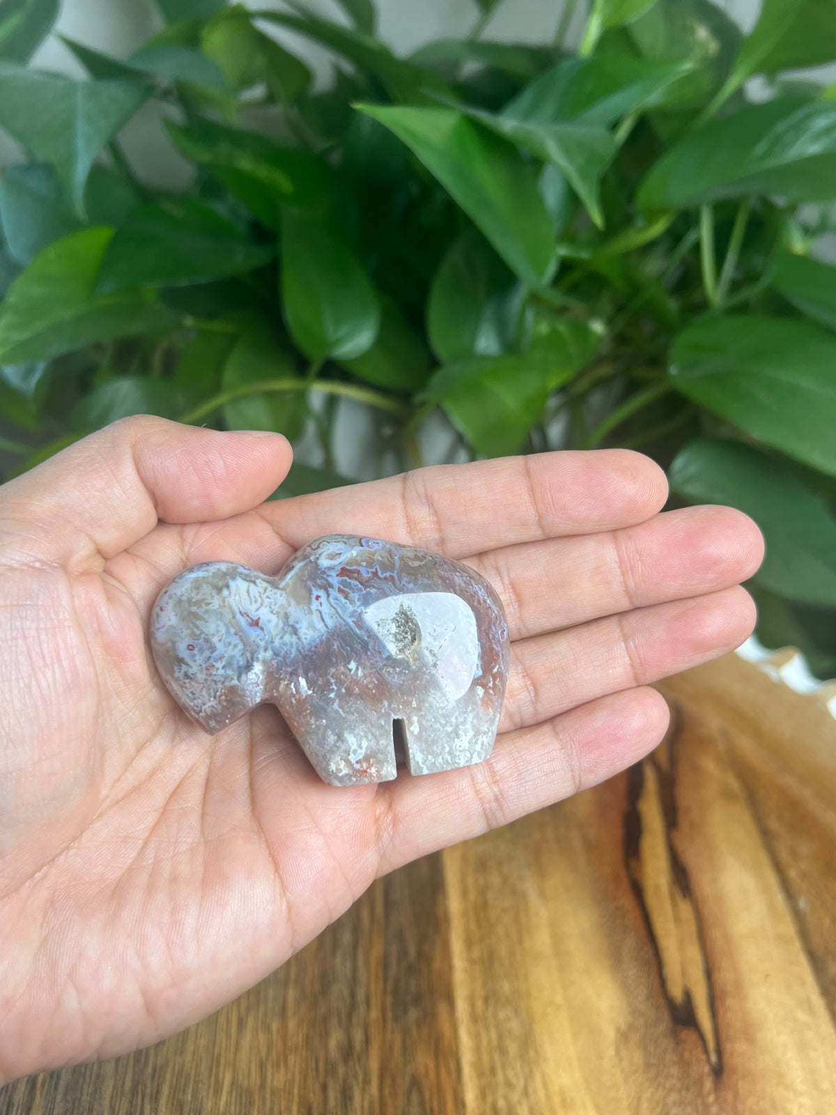 Sumatra Plume Agate Mini Buffalo: DB