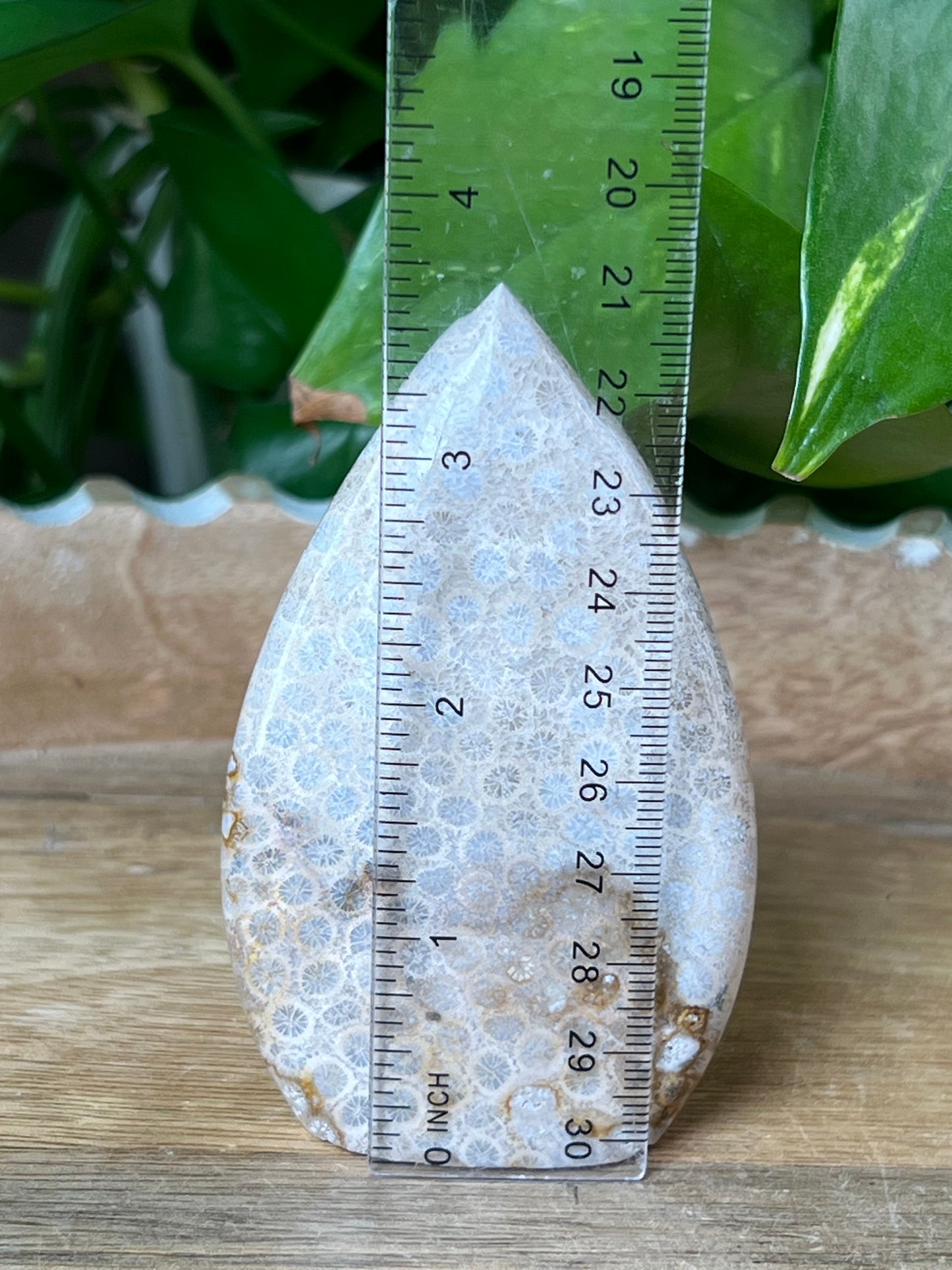 Fossil Coral Flame