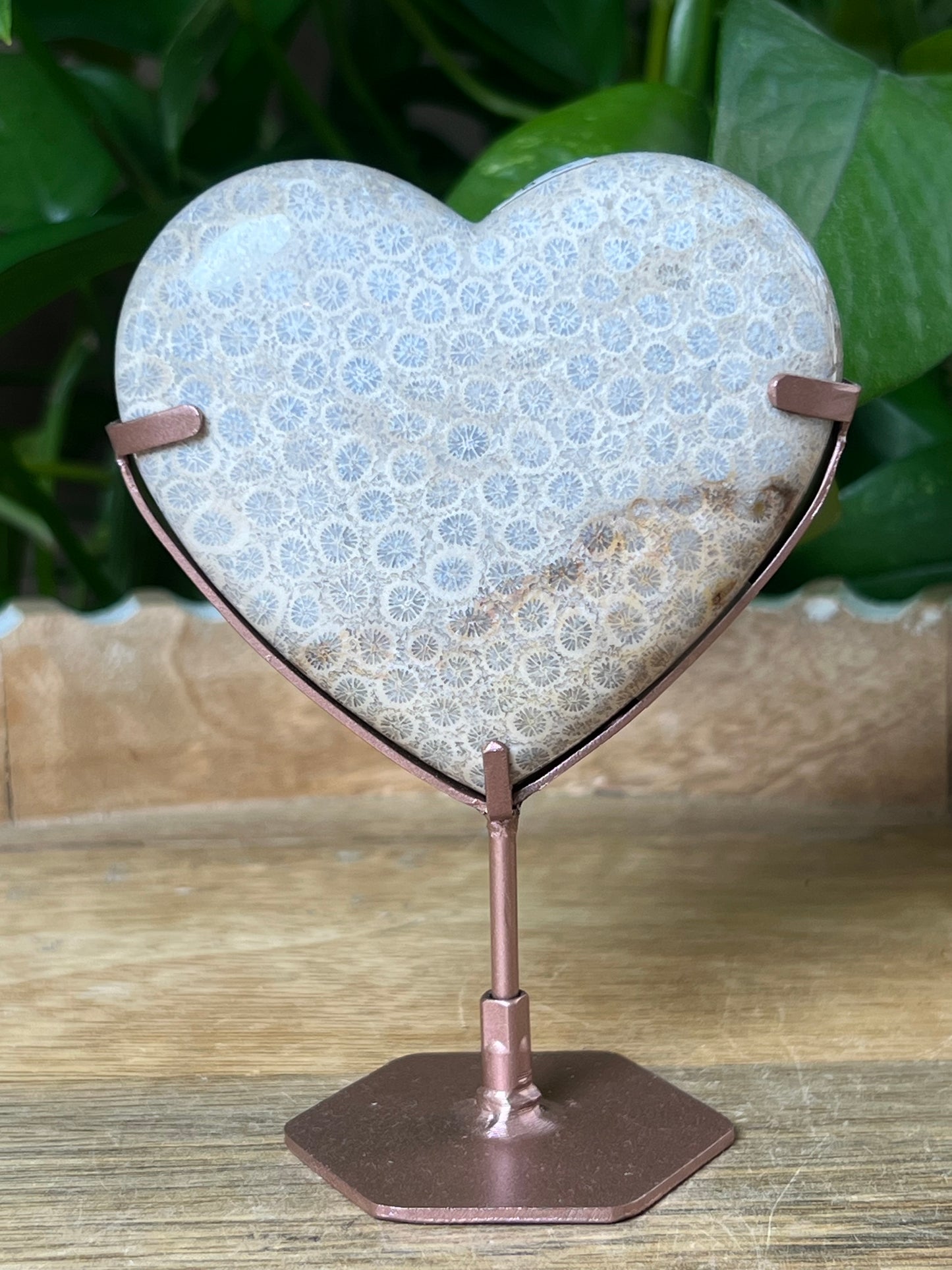 Fossil Coral Heart