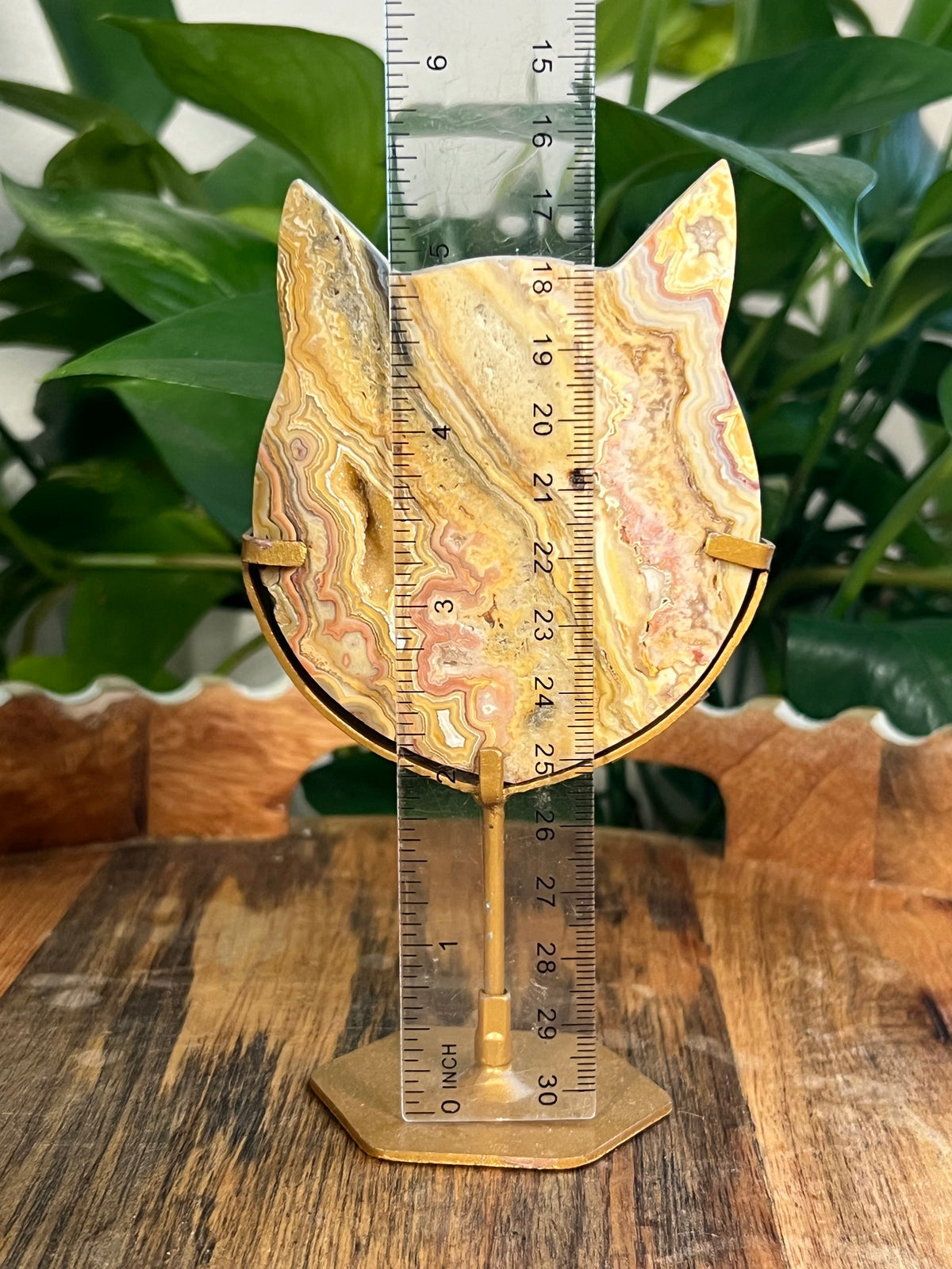 Yellow Crazy Lace Agate Cat Heads