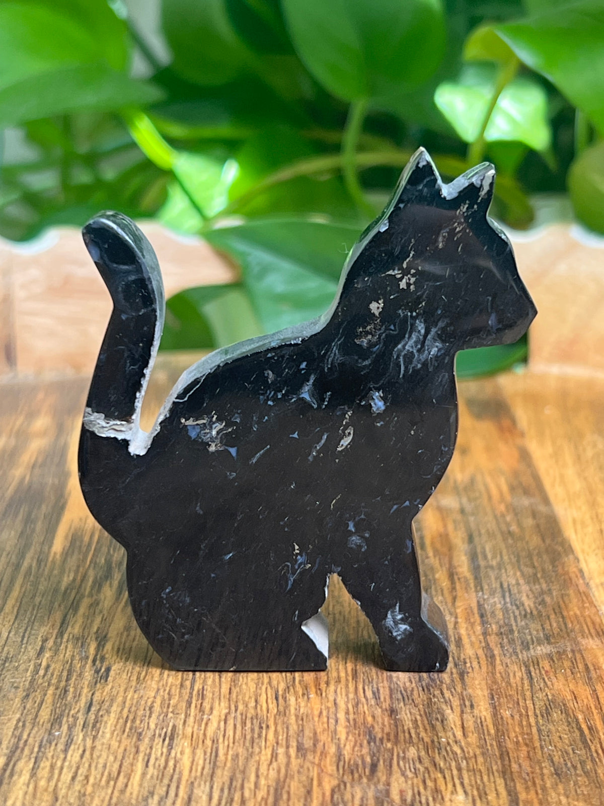 Palm Root Cat: RA