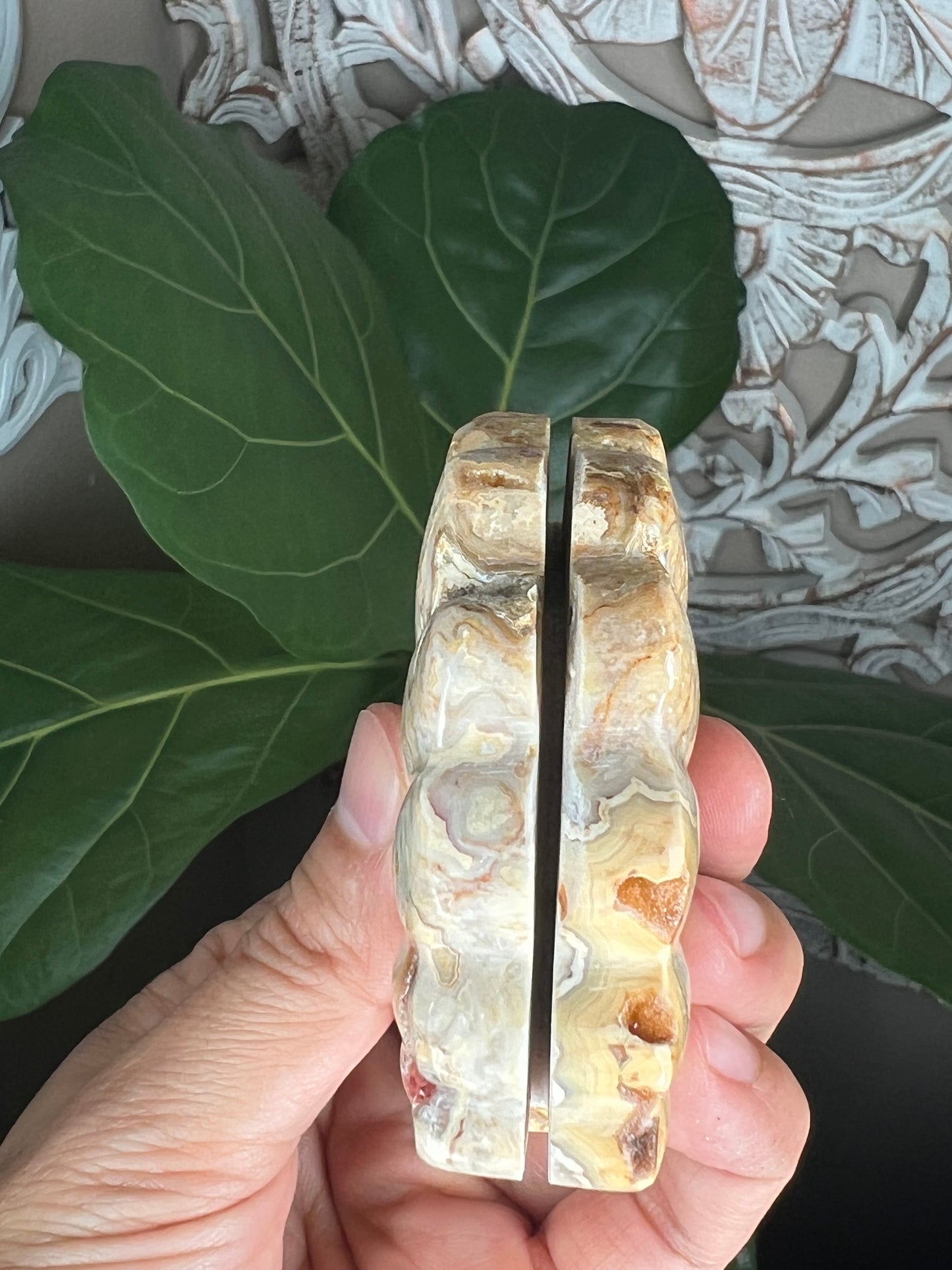 Crazy Lace Agate Shell