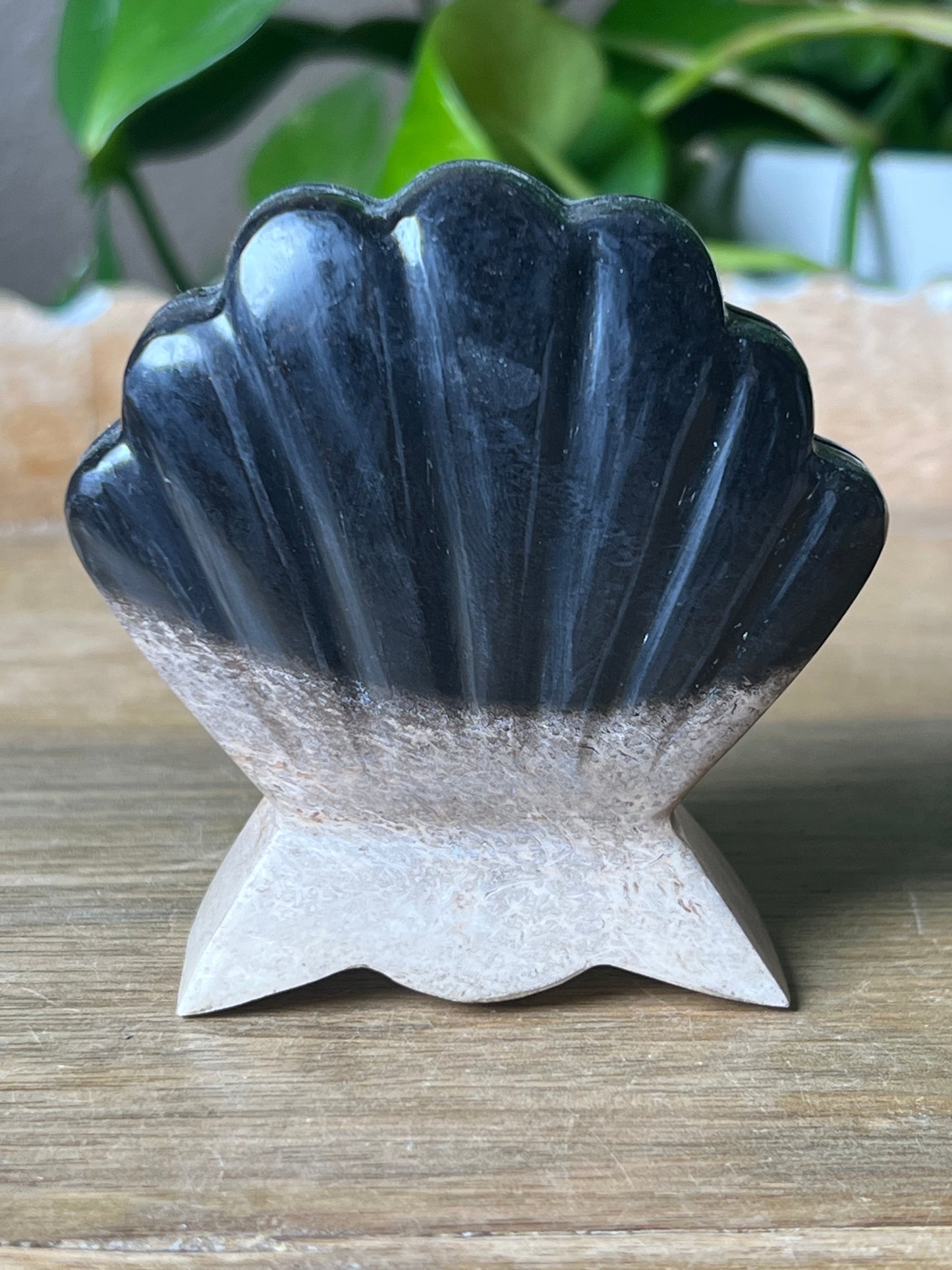 Palm Root Shell