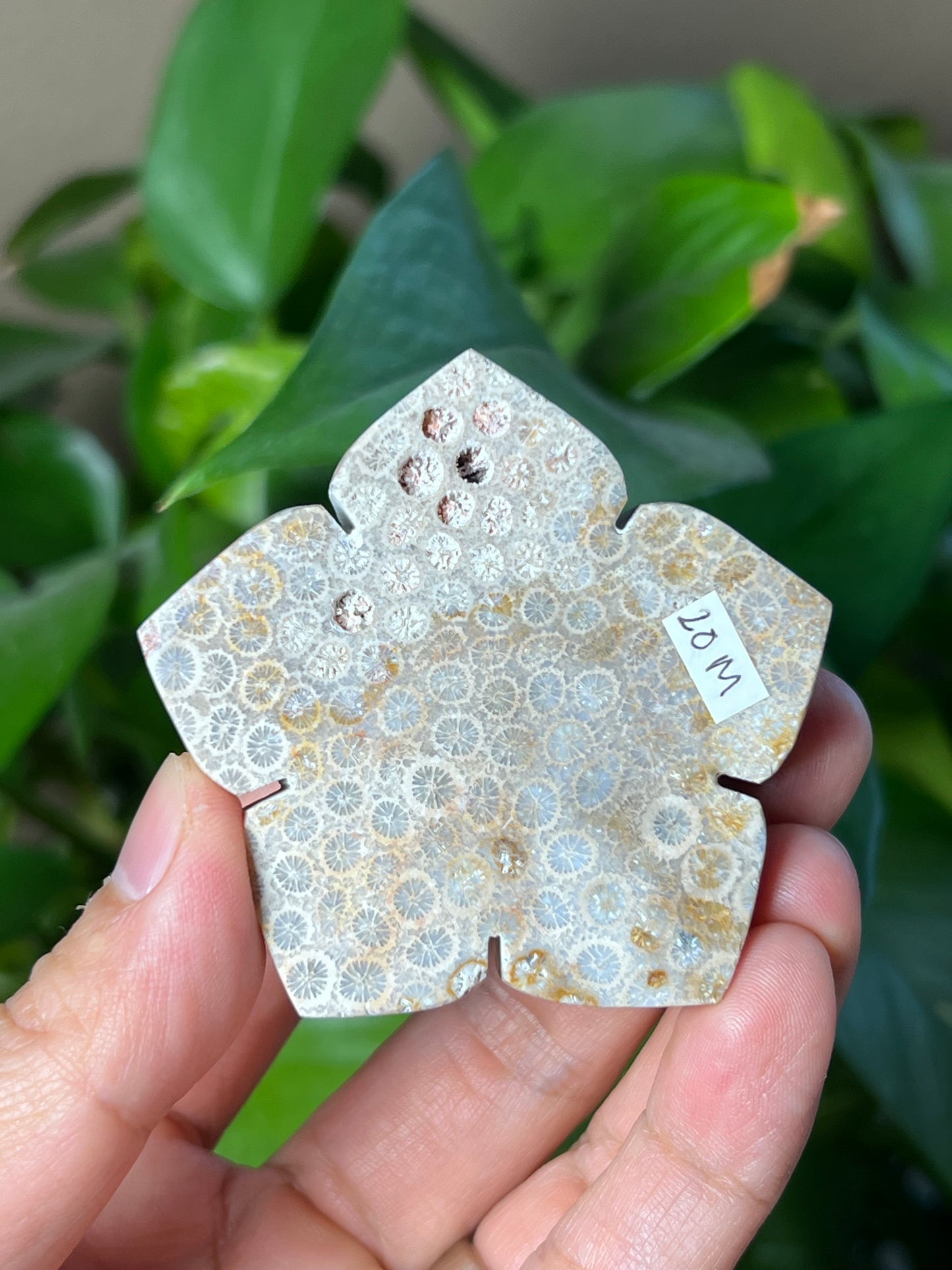 Fossil Coral Flower
