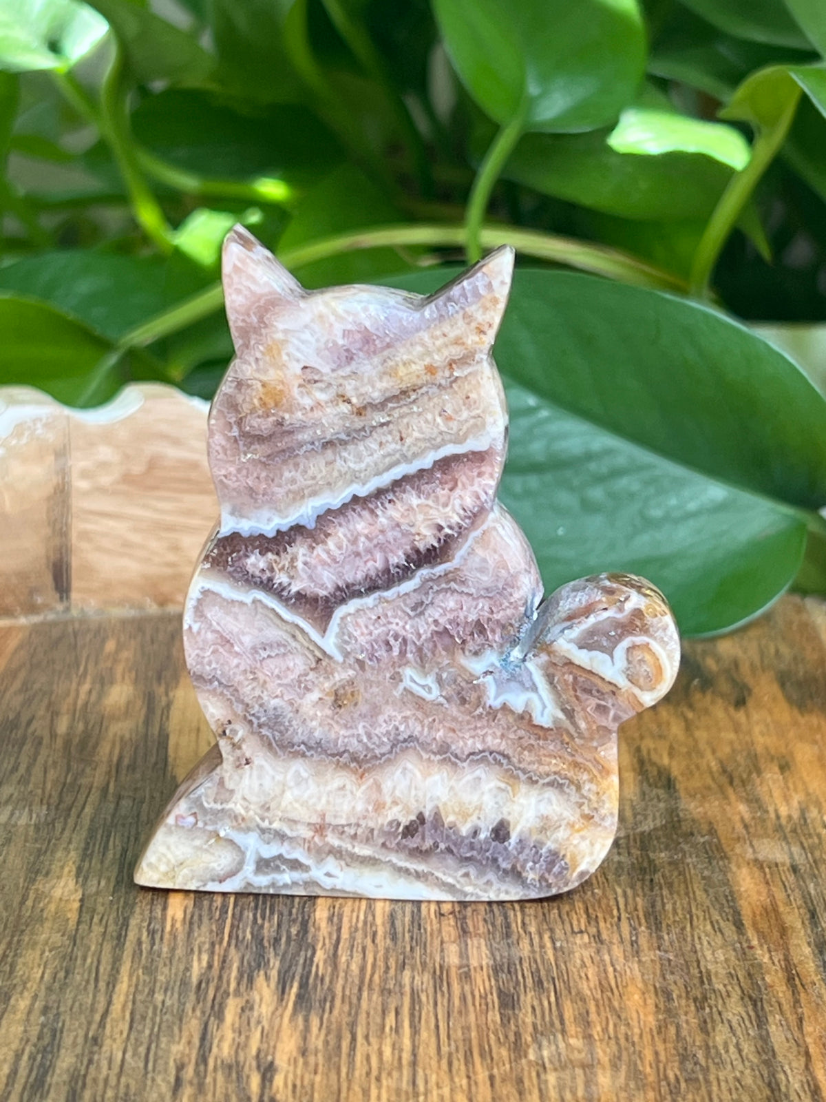 Indonesian Amethyst Cat: CC