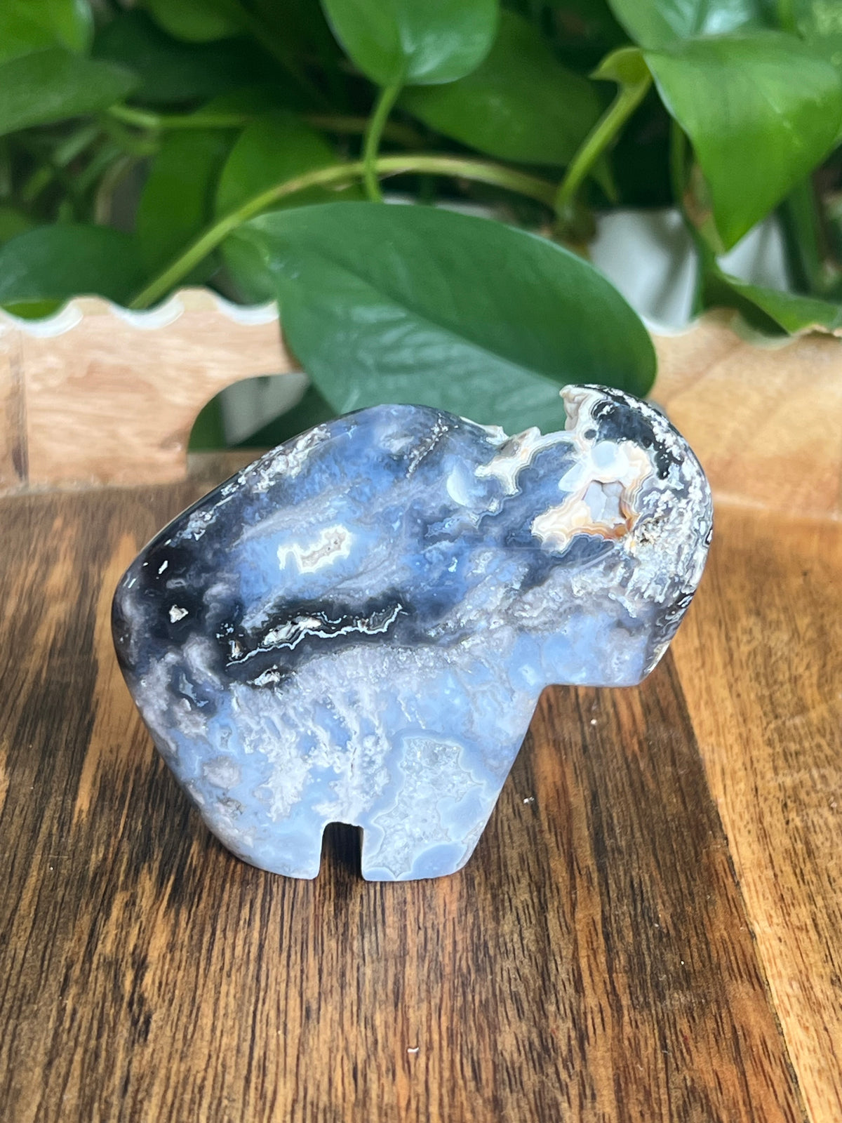 Blue Plume Agate Buffalo: BE