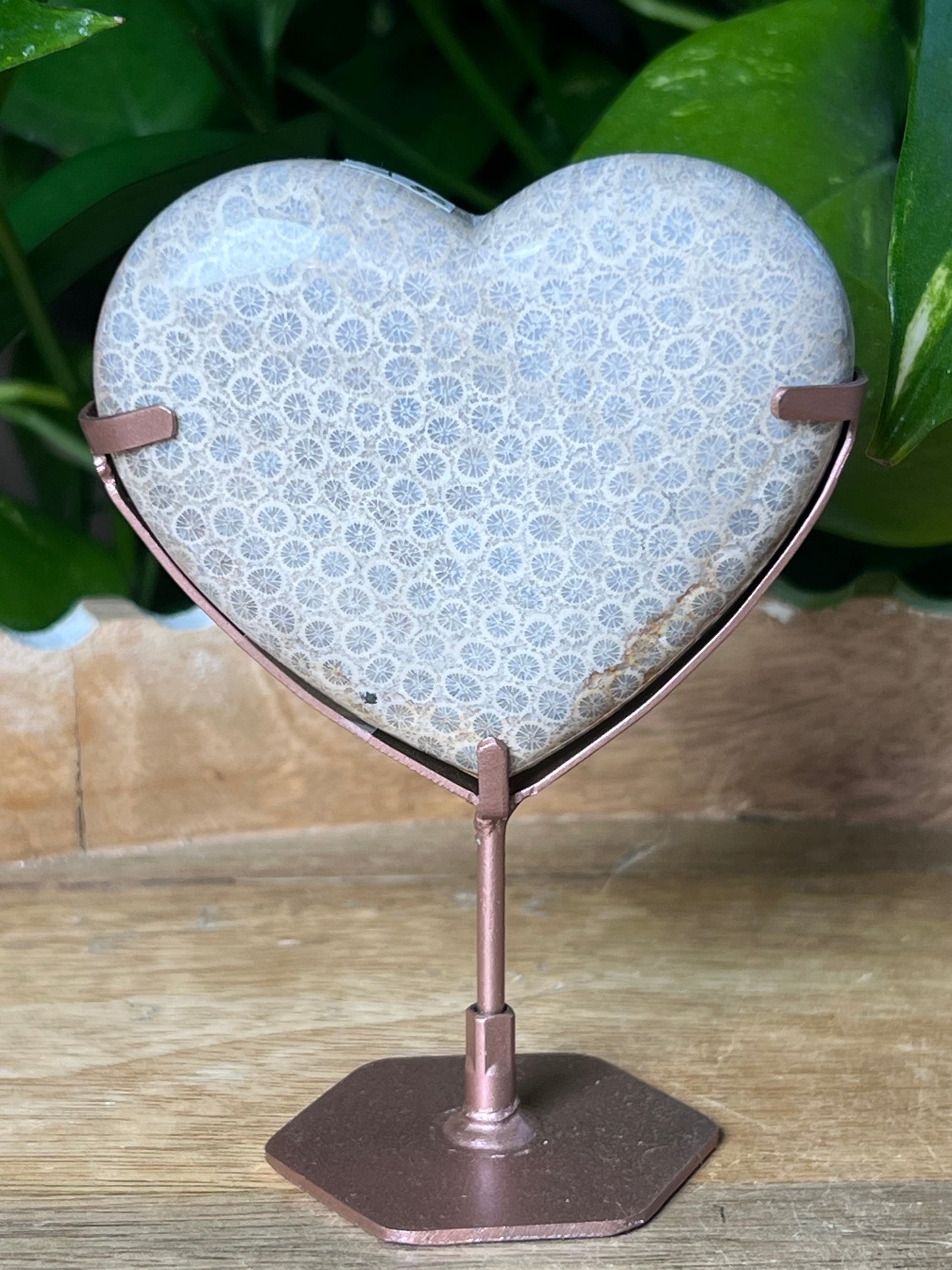 Fossil Coral Heart