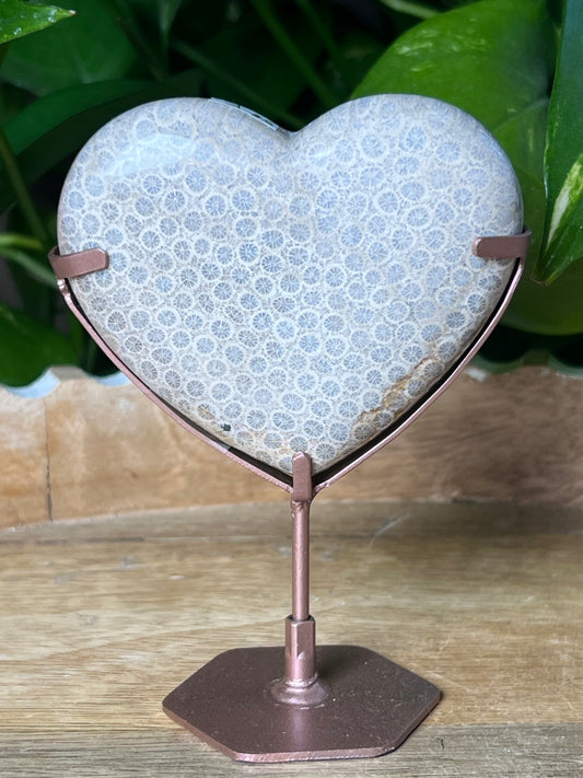Fossil Coral Heart